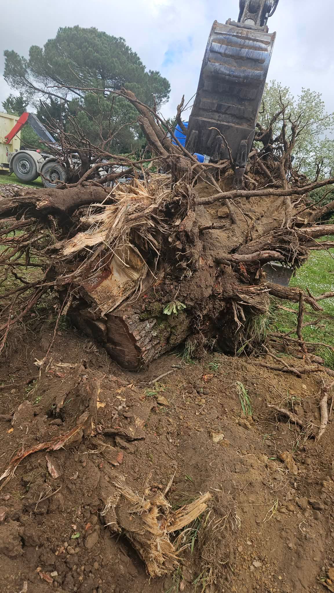 Une grosse souche d'arbre et des racines déracinées dans un sol boueux, avec un tracteur et une grue en arrière-plan.