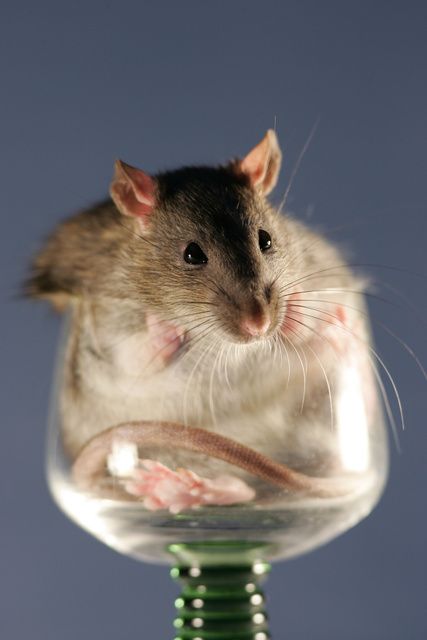 Maus in ein Weinglas
