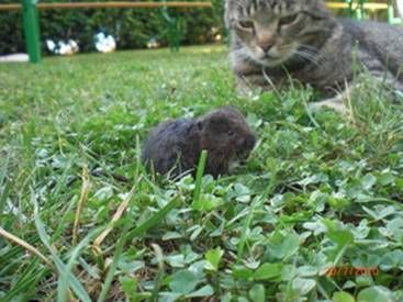 Katze, die eine Feldmaus anguckt