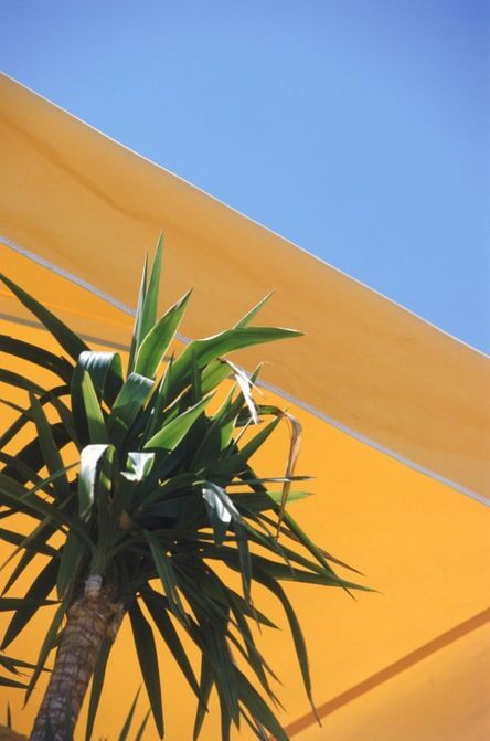Planta de iúca com longas folhas verdes contrastando com um toldo amarelo brilhante e um céu azul claro.