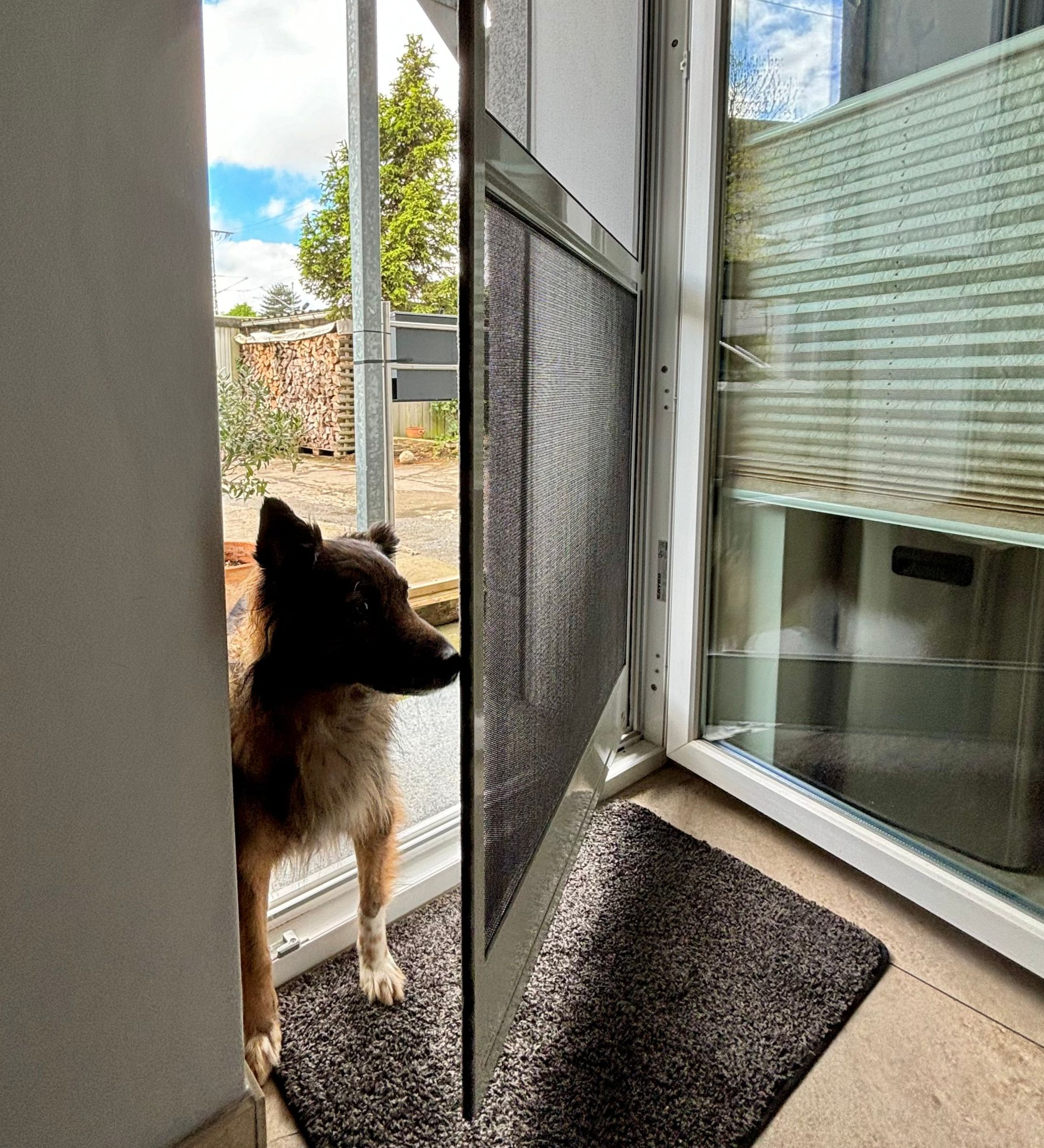 Ein Hund steht an einer offenen Tür Ein Hund steht an einer offenen Tür und schaut nach draußen; auf dem Boden liegt eine dunkle Matte.