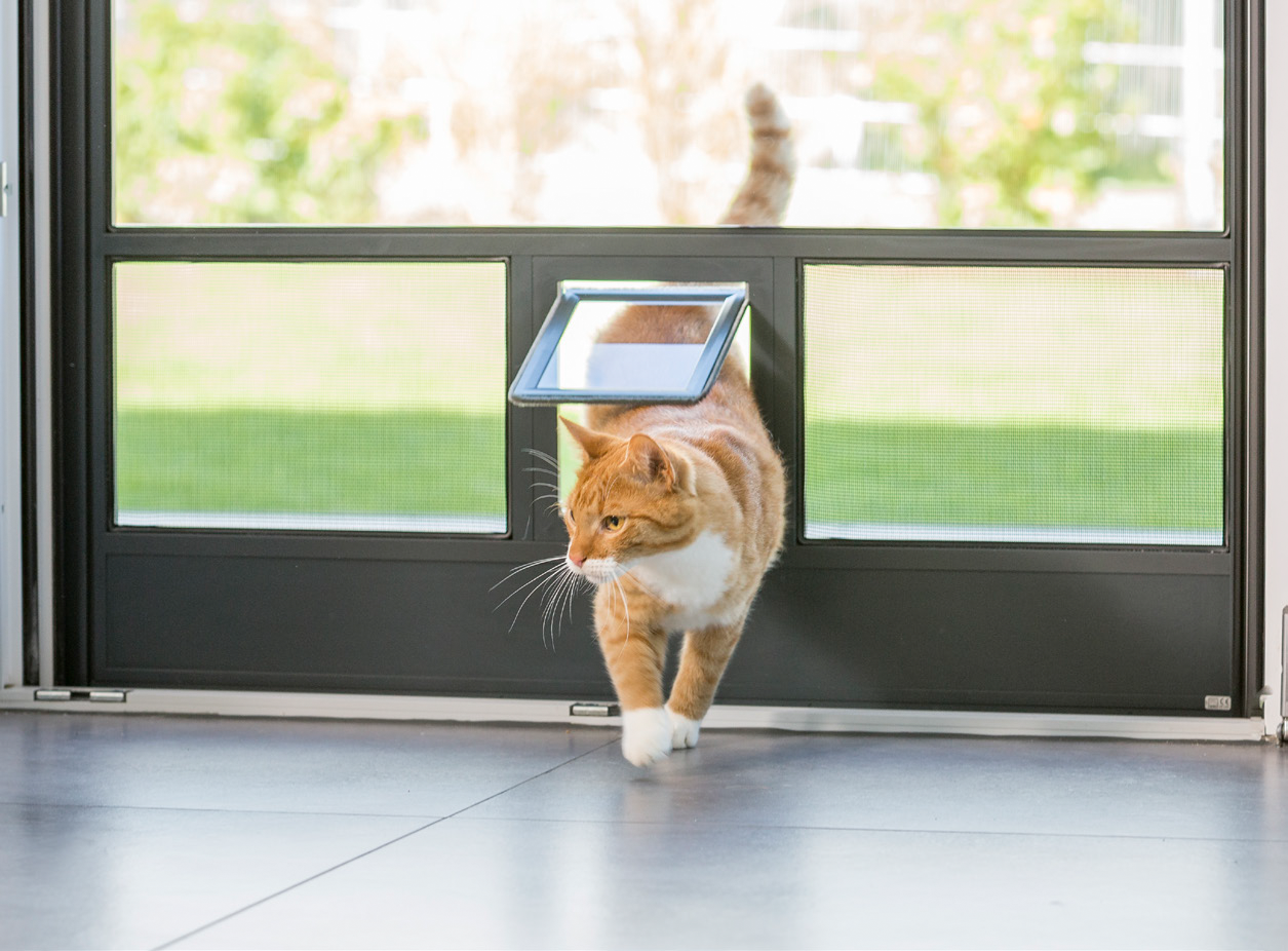 Eine orangefarbene Katze geht durch eine Katzenklappe in einer Glastür und trägt eine kleine Schachtel auf dem Rücken. Eine orangefarbene Katze geht durch eine Katzenklappe in einer Glastür und trägt eine kleine Schachtel auf dem Rücken.