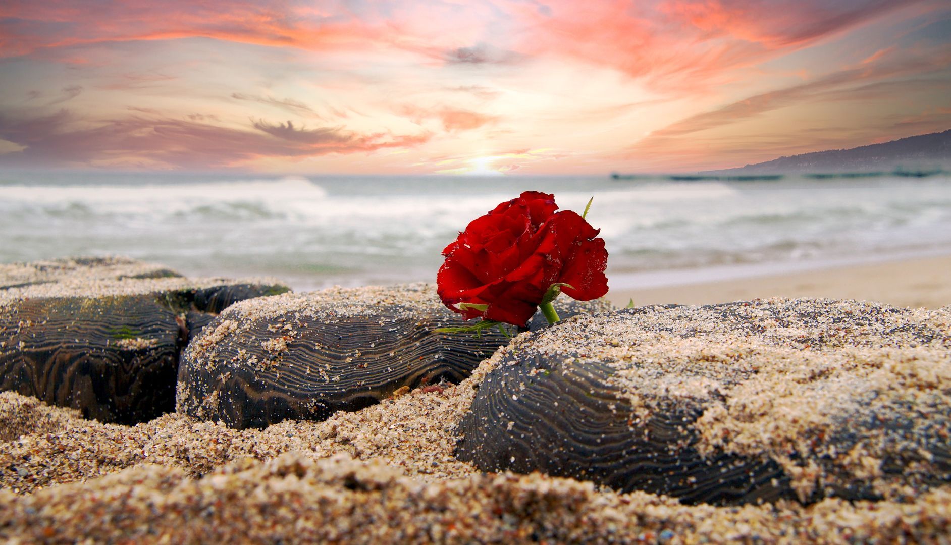 Partner Rose am Meer