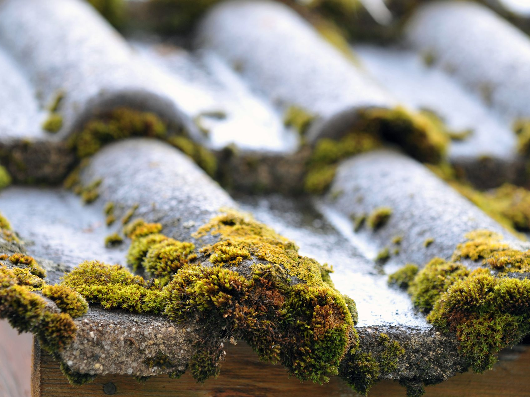 Gros plan sur des tuiles de toit en céramique grise recouvertes de mousse.