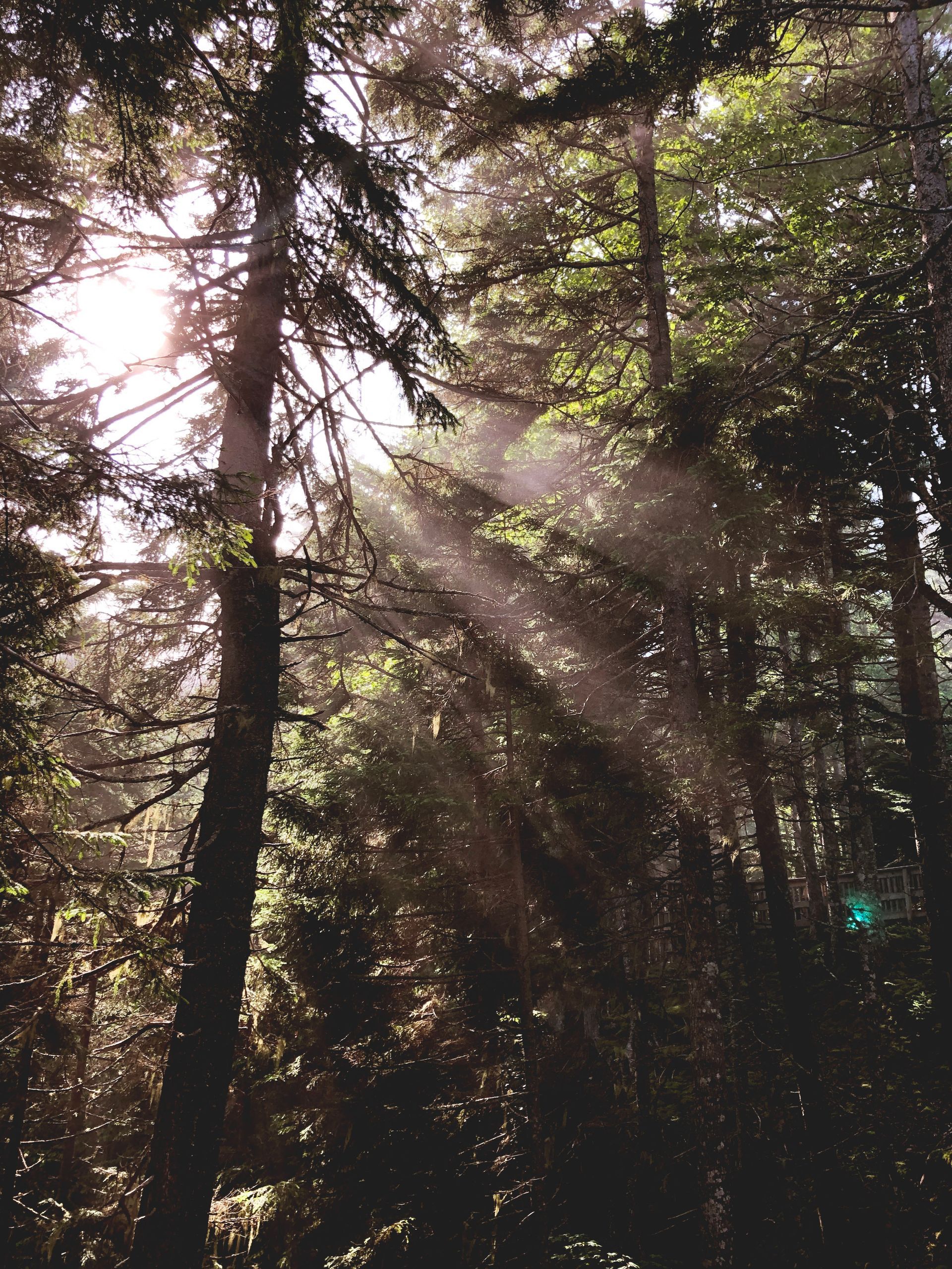 La luz del sol se filtra entre los árboles de un bosque, creando brillantes rayos.