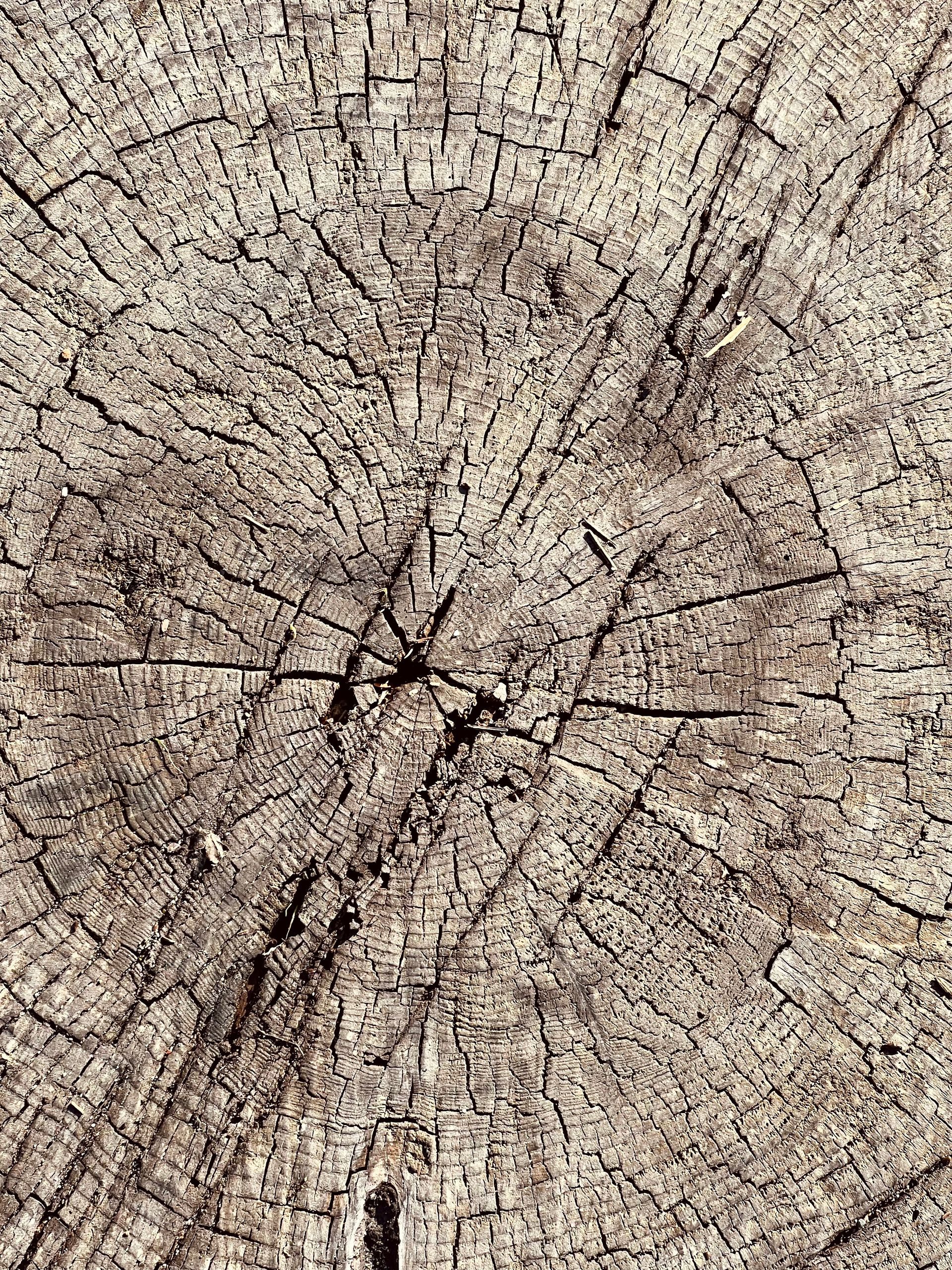 Sección transversal del tronco de un árbol, que muestra los anillos de crecimiento