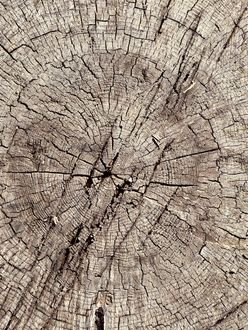 Sección transversal del tronco de un árbol, que muestra los anillos de crecimiento