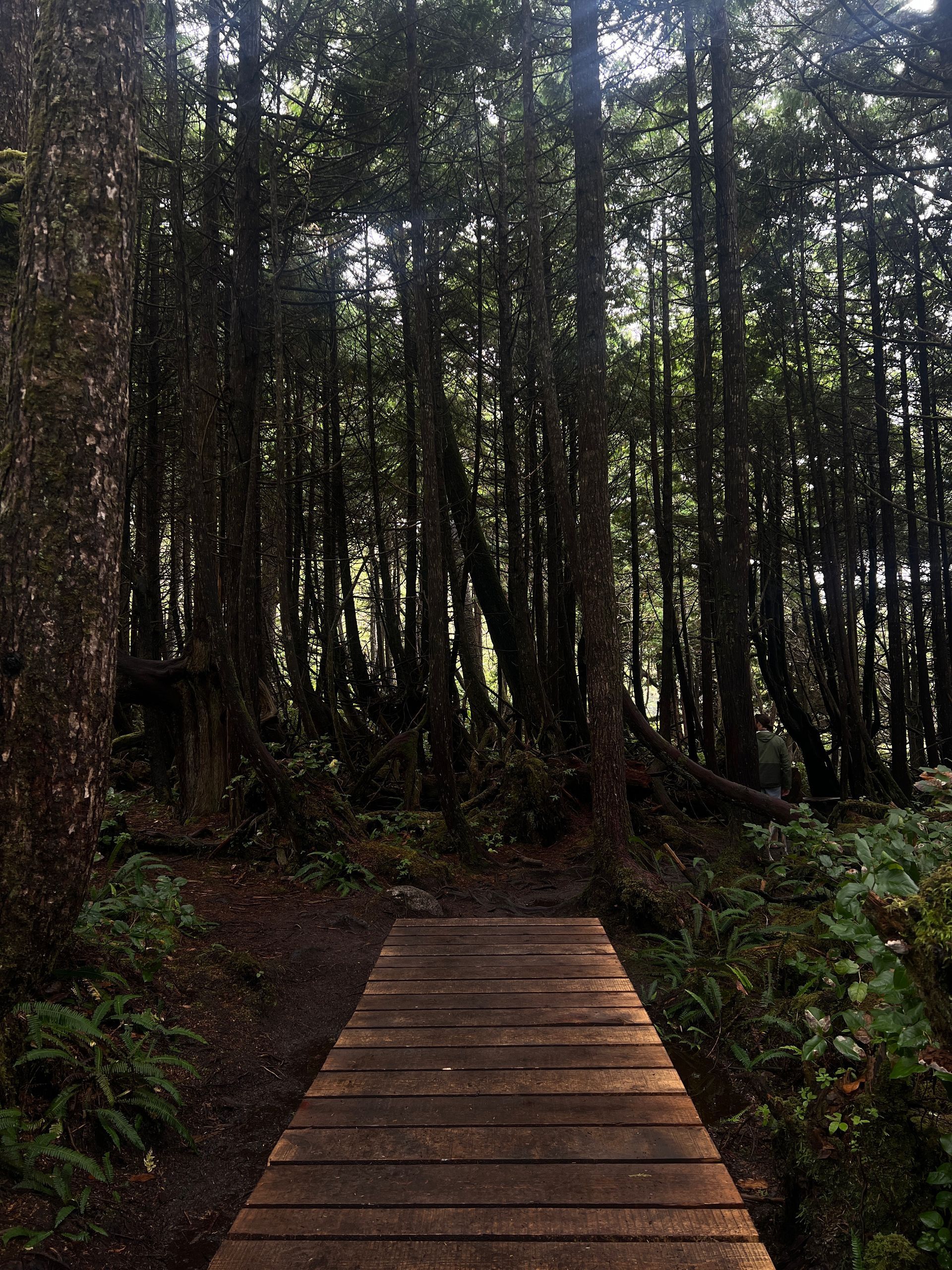 Sendero de madera que atraviesa un bosque oscuro. Árboles a ambos lados filtran la luz del sol.