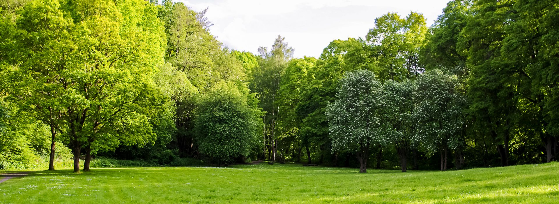 Un champ verdoyant avec des arbres en arrière-plan, journée ensoleillée dans un parc.