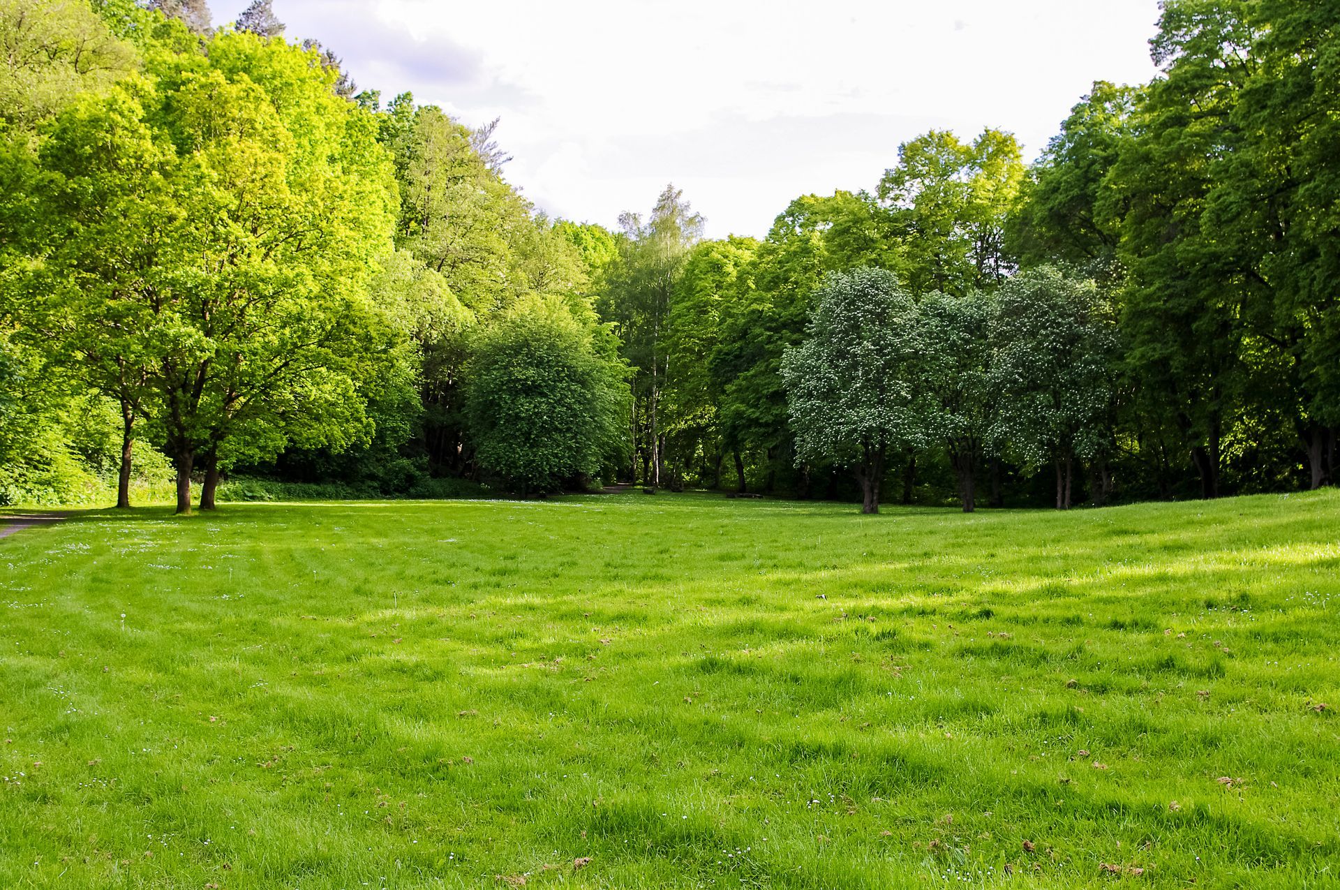 Prairie verdoyante et luxuriante bordée d'arbres au feuillage vert.