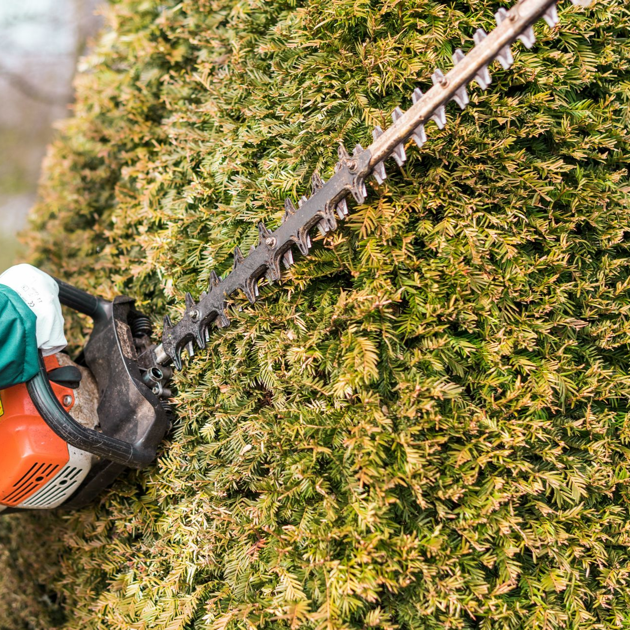 Taille-haie coupant une haie verte et feuillue, outil orange et noir.