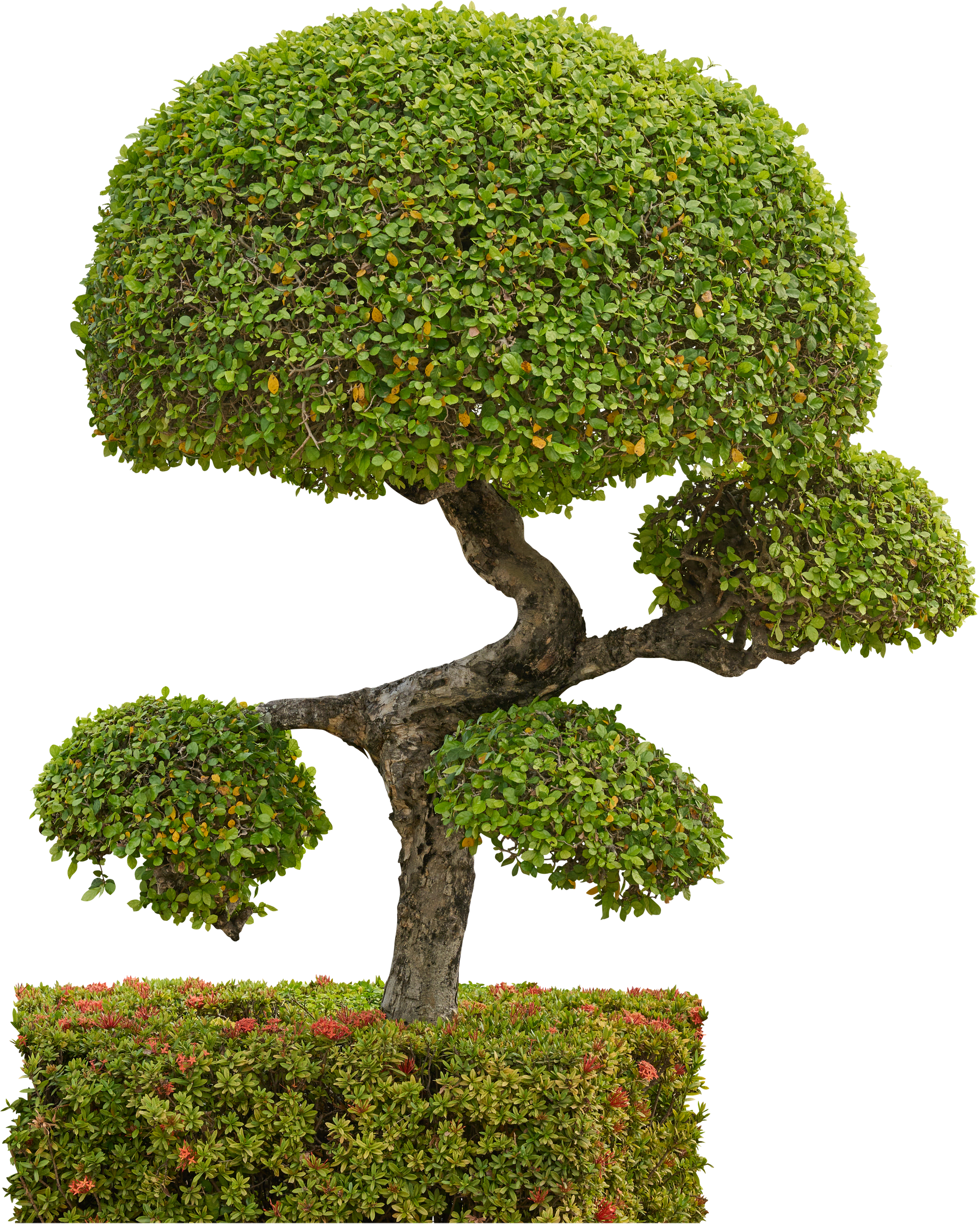 Bonsaï au feuillage vert sculpté et au tronc brun.