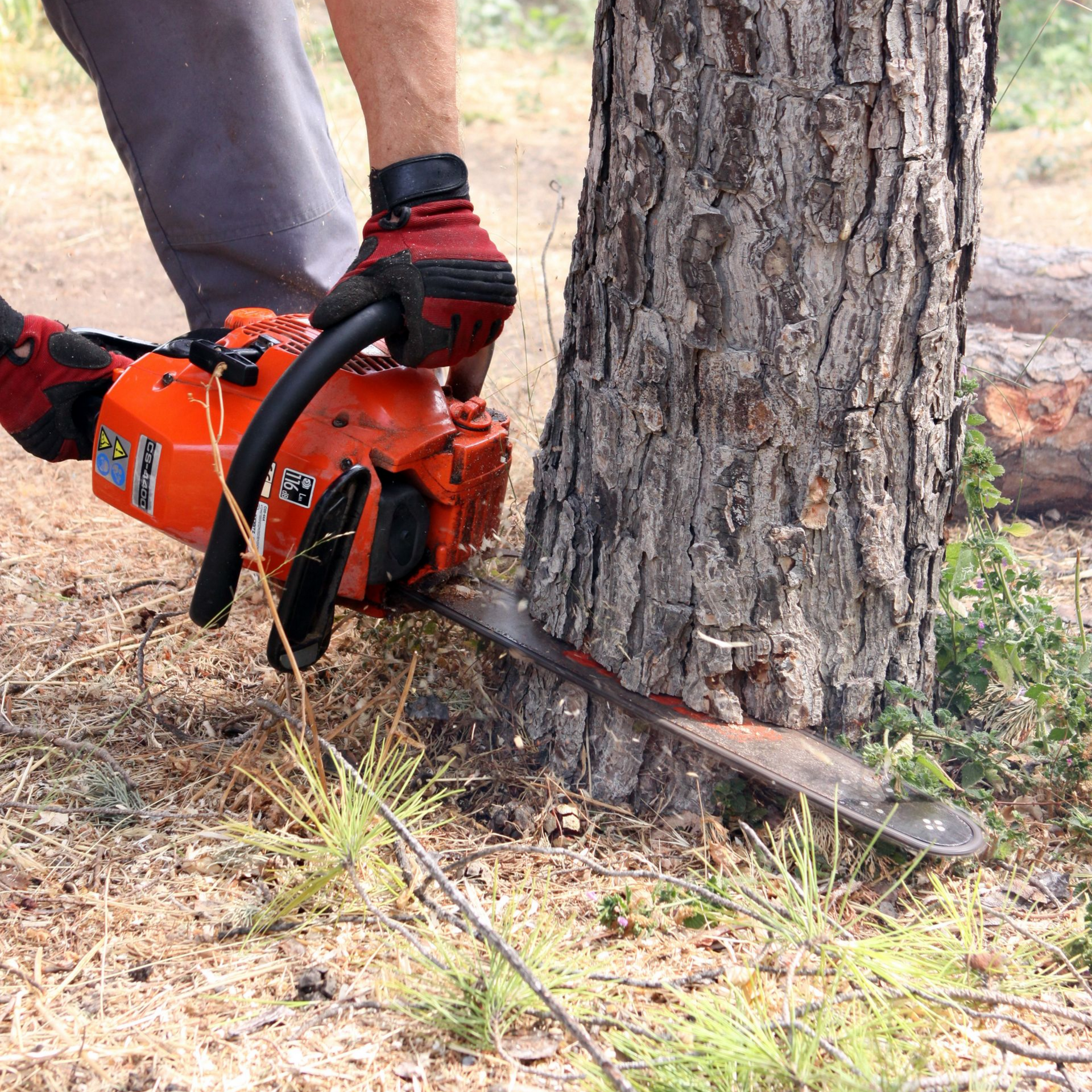 Une personne utilise une tronçonneuse orange pour abattre un tronc d'arbre.