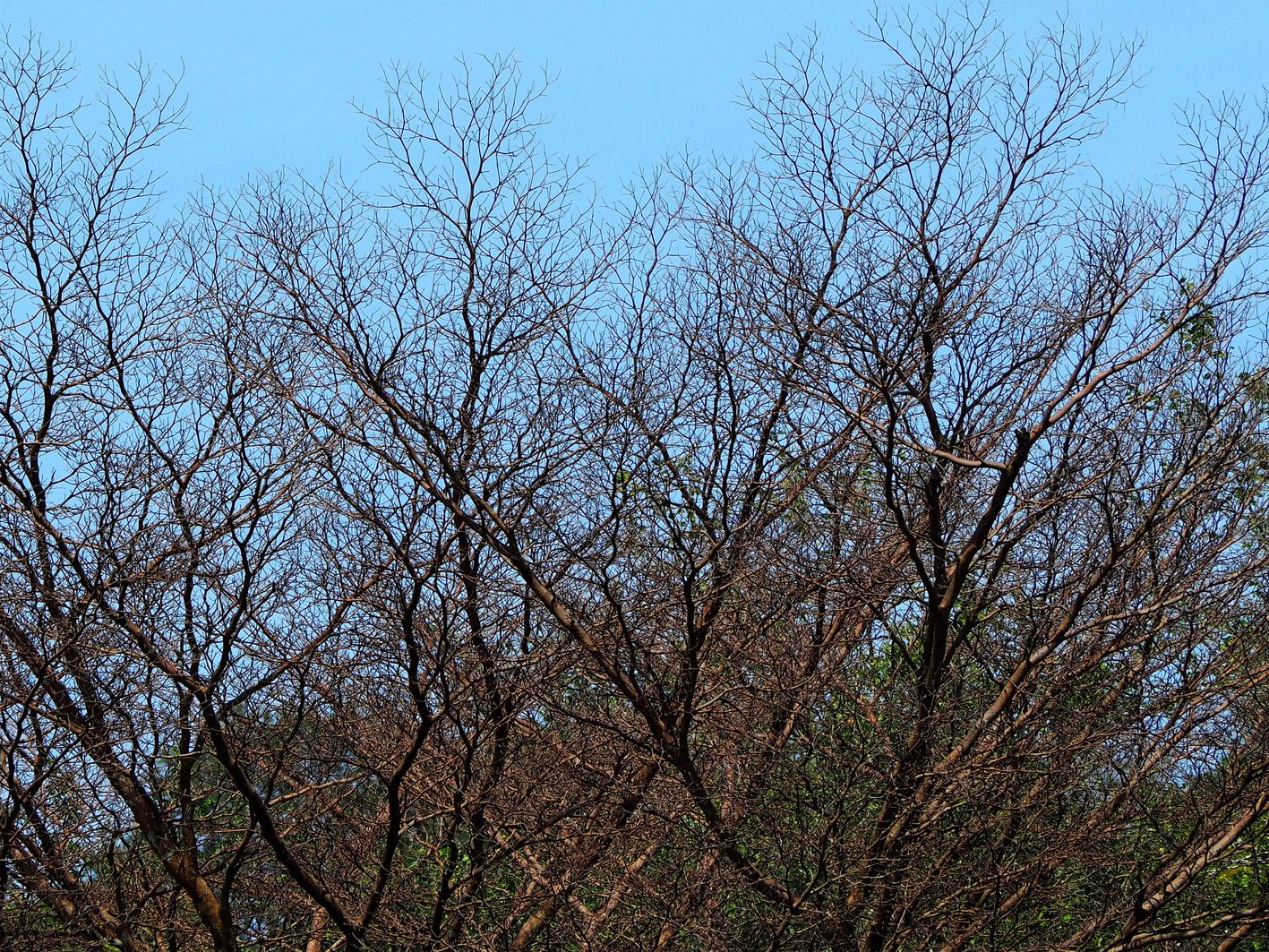 Branches d'arbres dénudées sur un ciel bleu.