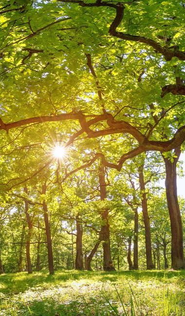 Plusieurs arbres devant le soleil.
