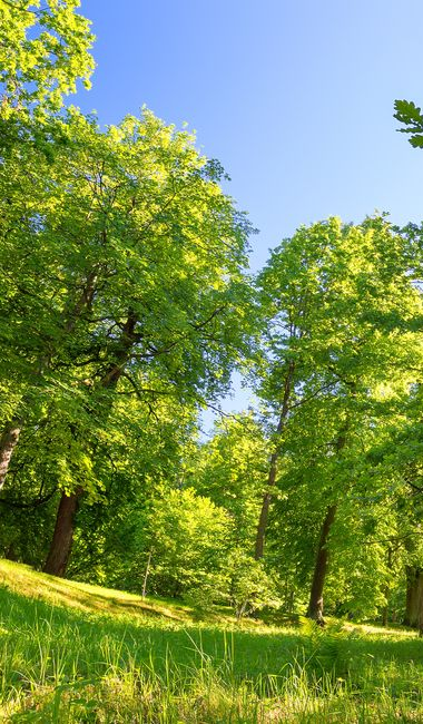 Arbres feuillus et herbes hautes.