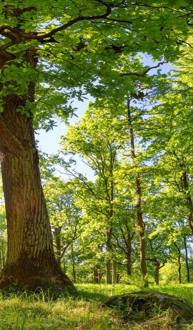 Plusieurs arbres et un petit rocher dans une forêt.