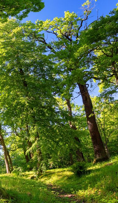 Arbres et sentier dans une forêt.
