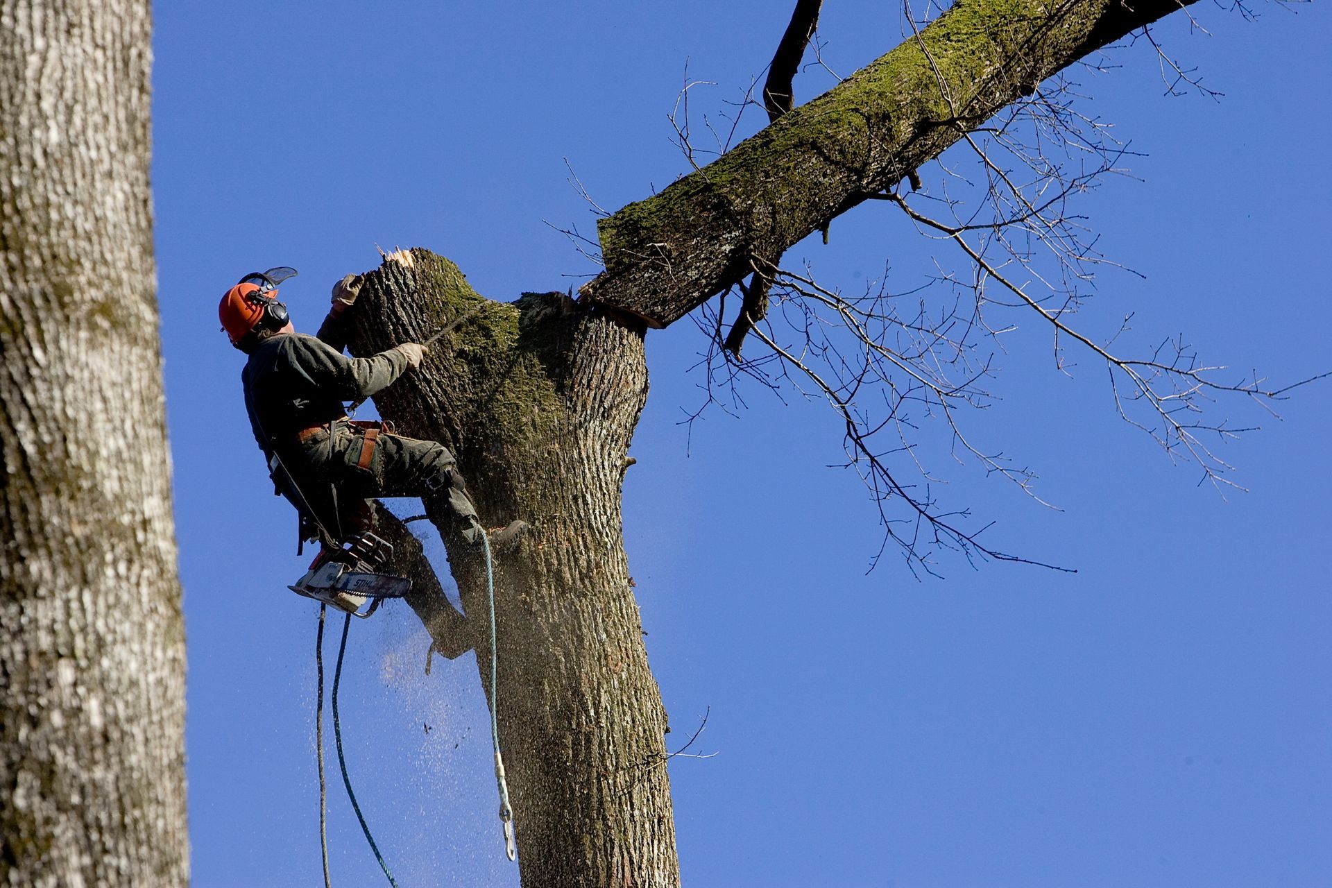 Un arboriste en tenue de sécurité utilise une tronçonneuse pour couper une branche d'arbre.