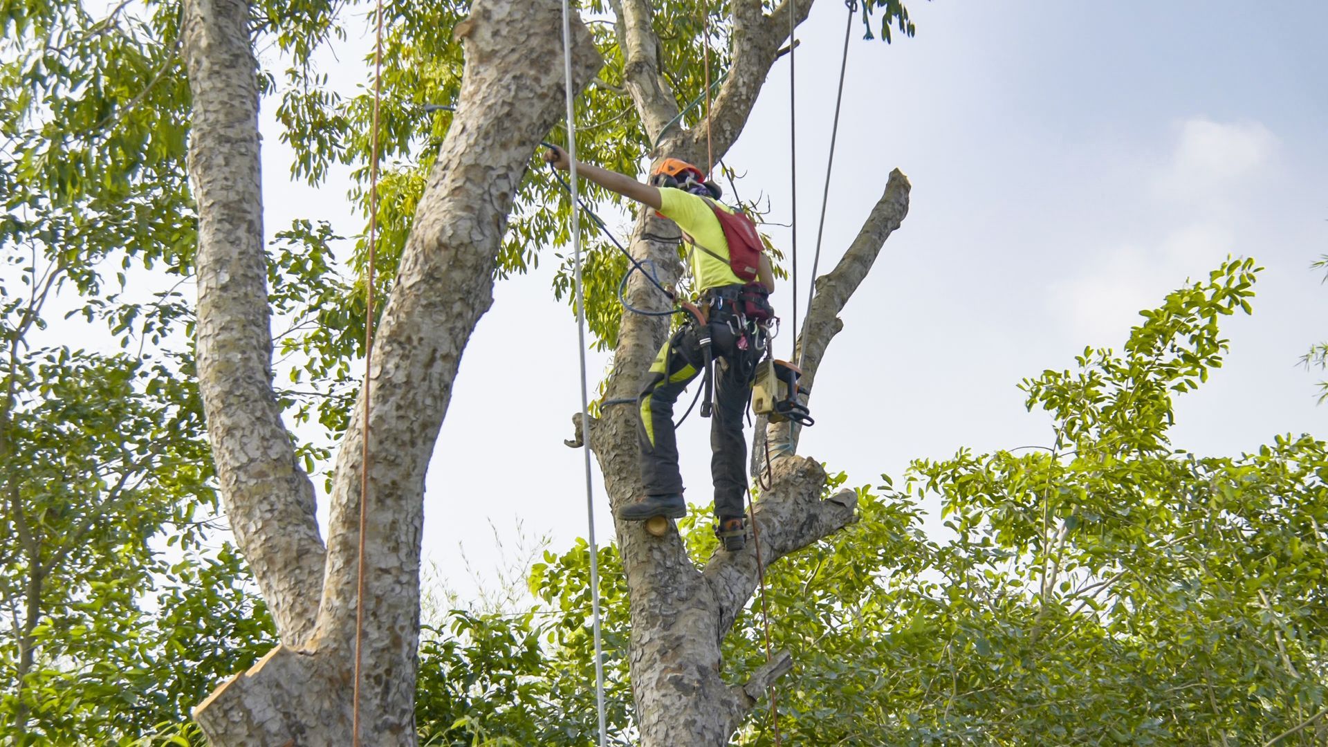 Arboriste dans un arbre taillant des branches avec des cordes et du matériel.