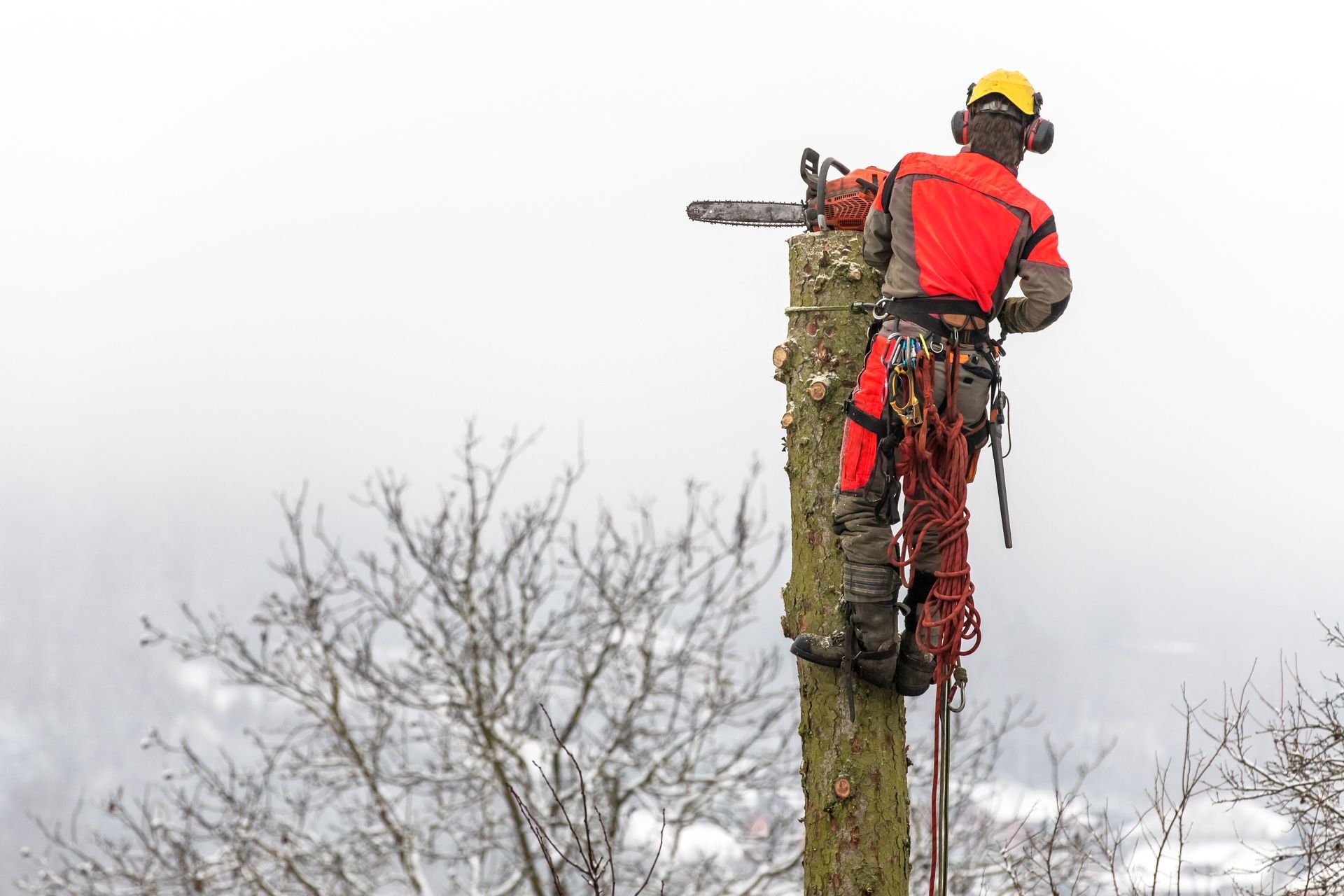 Un arboriste en tenue de sécurité rouge utilise une tronçonneuse pour tailler le tronc d'un grand arbre, sur fond de ciel nuageux.