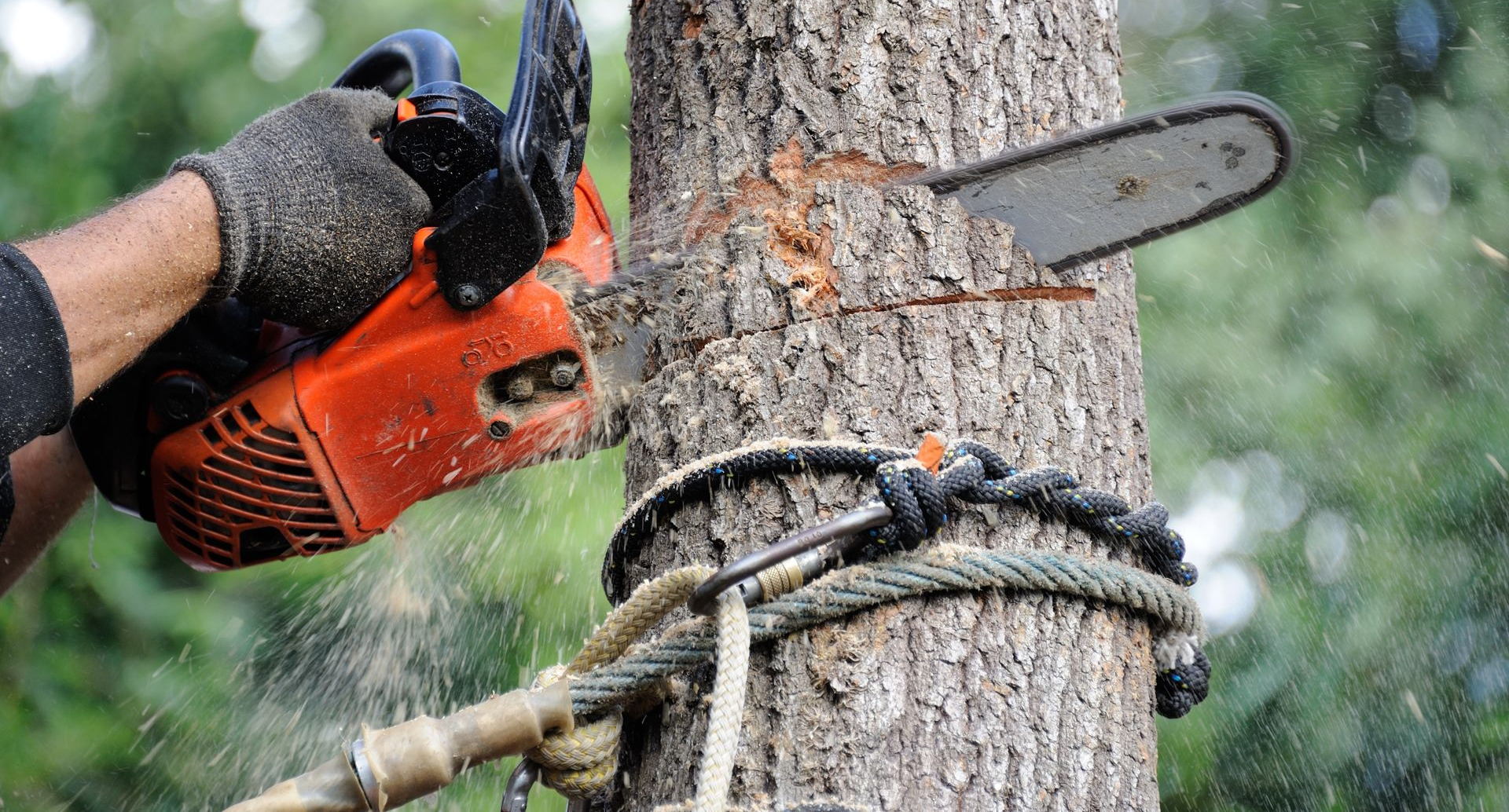 Une personne utilise une tronçonneuse pour couper un tronc d'arbre, attachée par une corde.