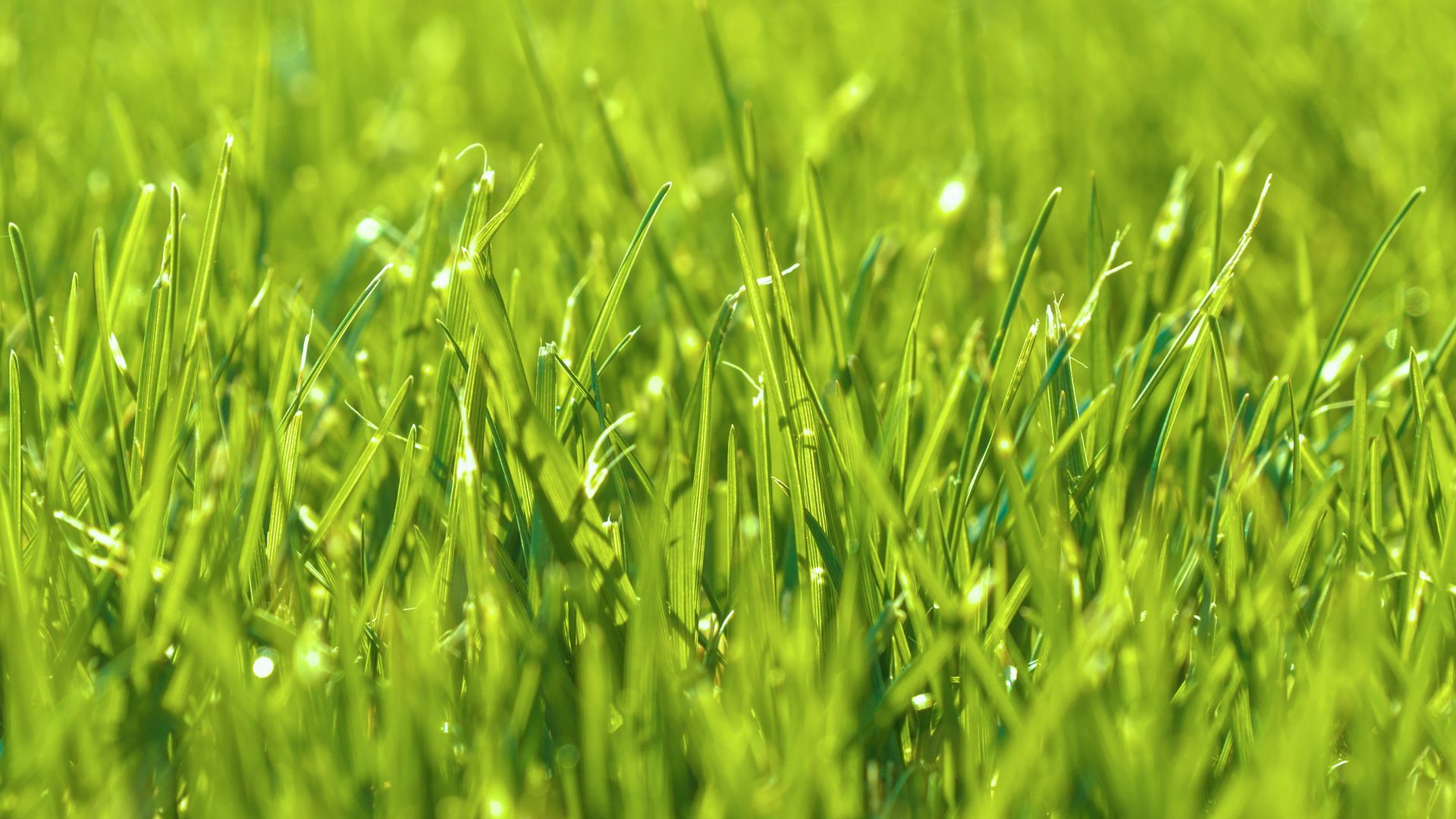 Gros plan sur des brins d'herbe verts.