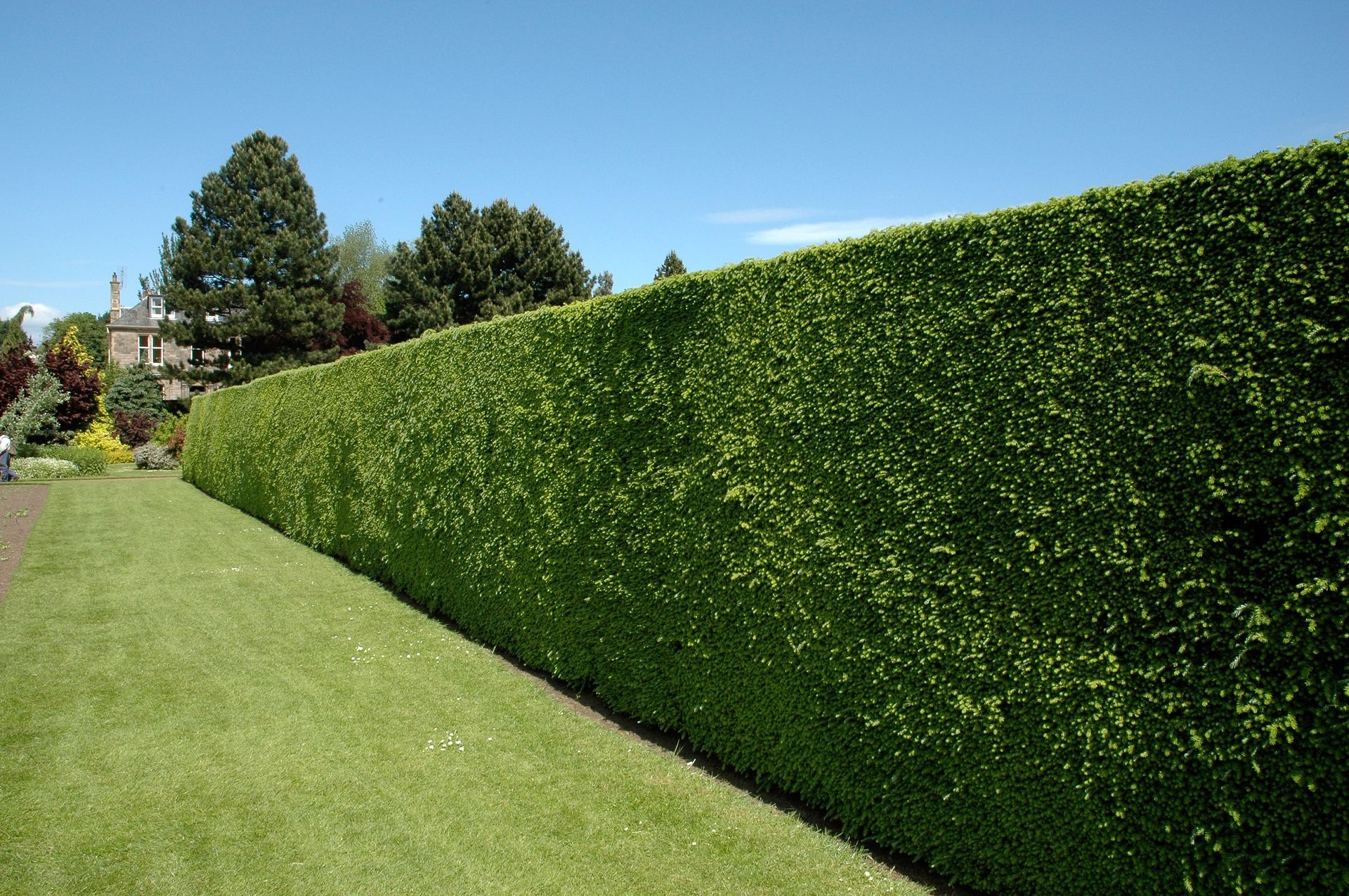 Une haie verte borde une pelouse avec des arbres en arrière-plan.