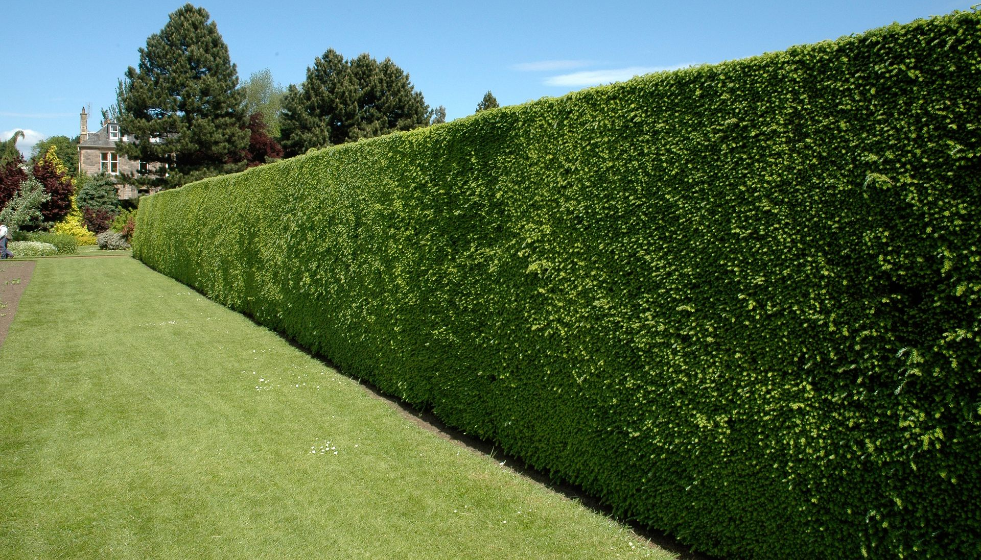 Une haute haie verte borde une pelouse sous un ciel bleu.
