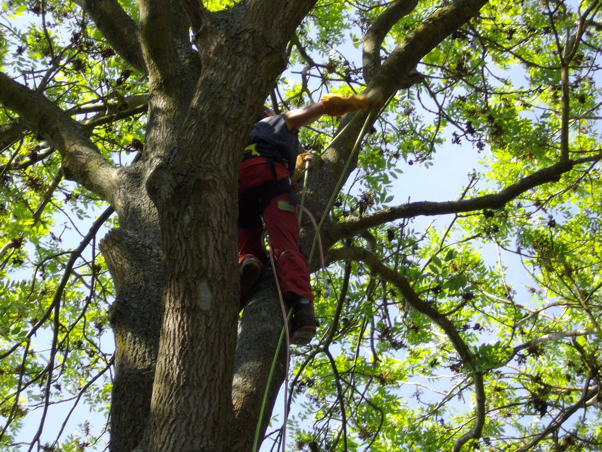 Vers la page Élagage & Abattage.