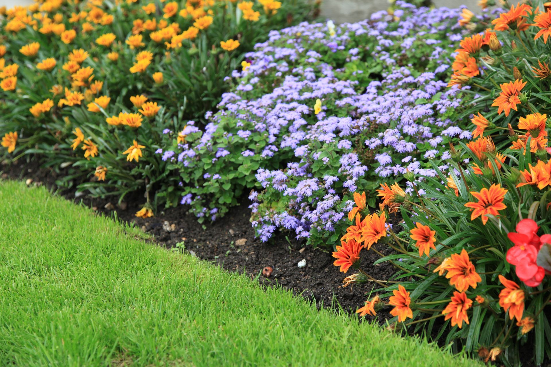 Massifs de fleurs violettes, oranges et jaunes