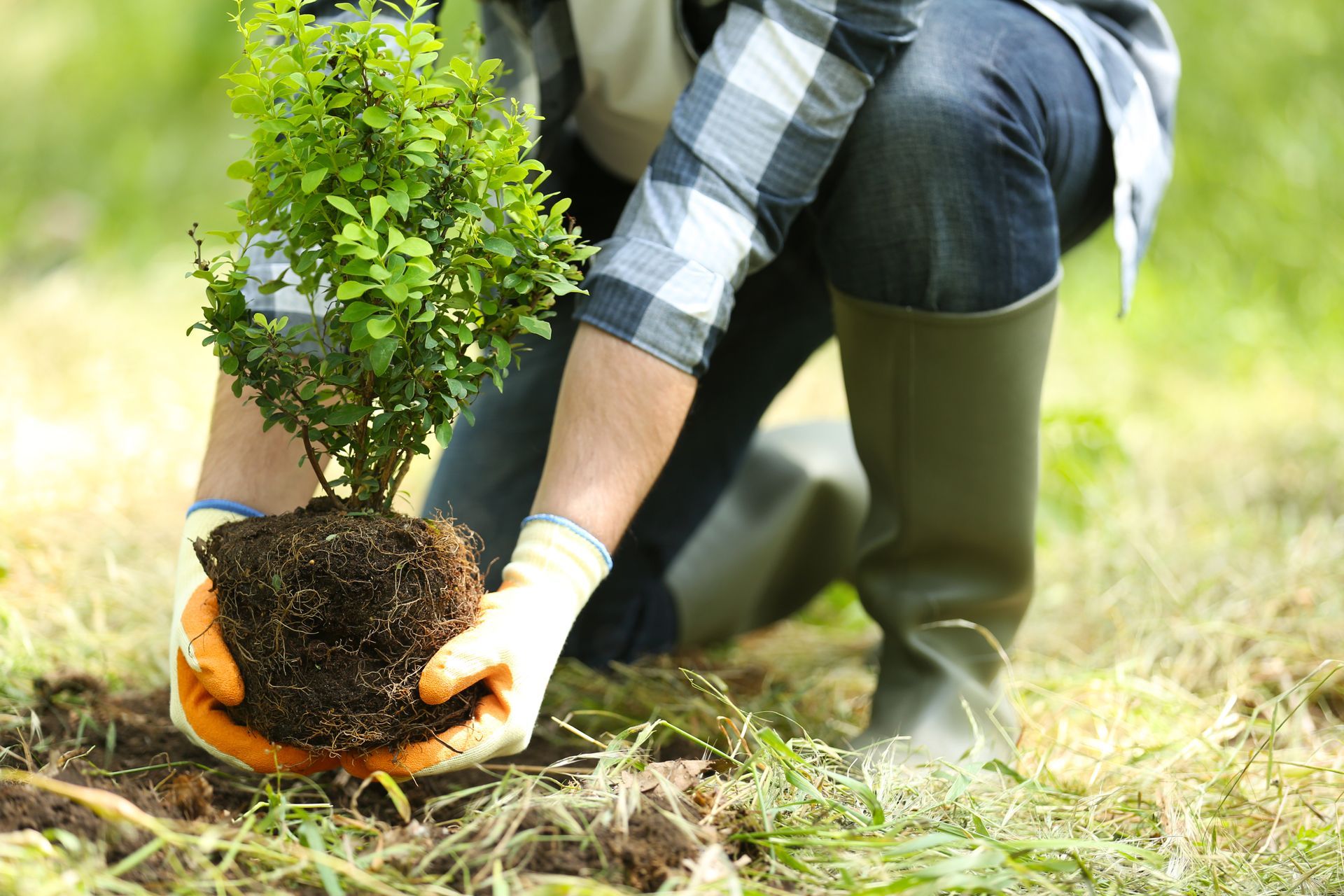 Personne portant des gants et des bottes, plantant un arbuste aux racines apparentes.