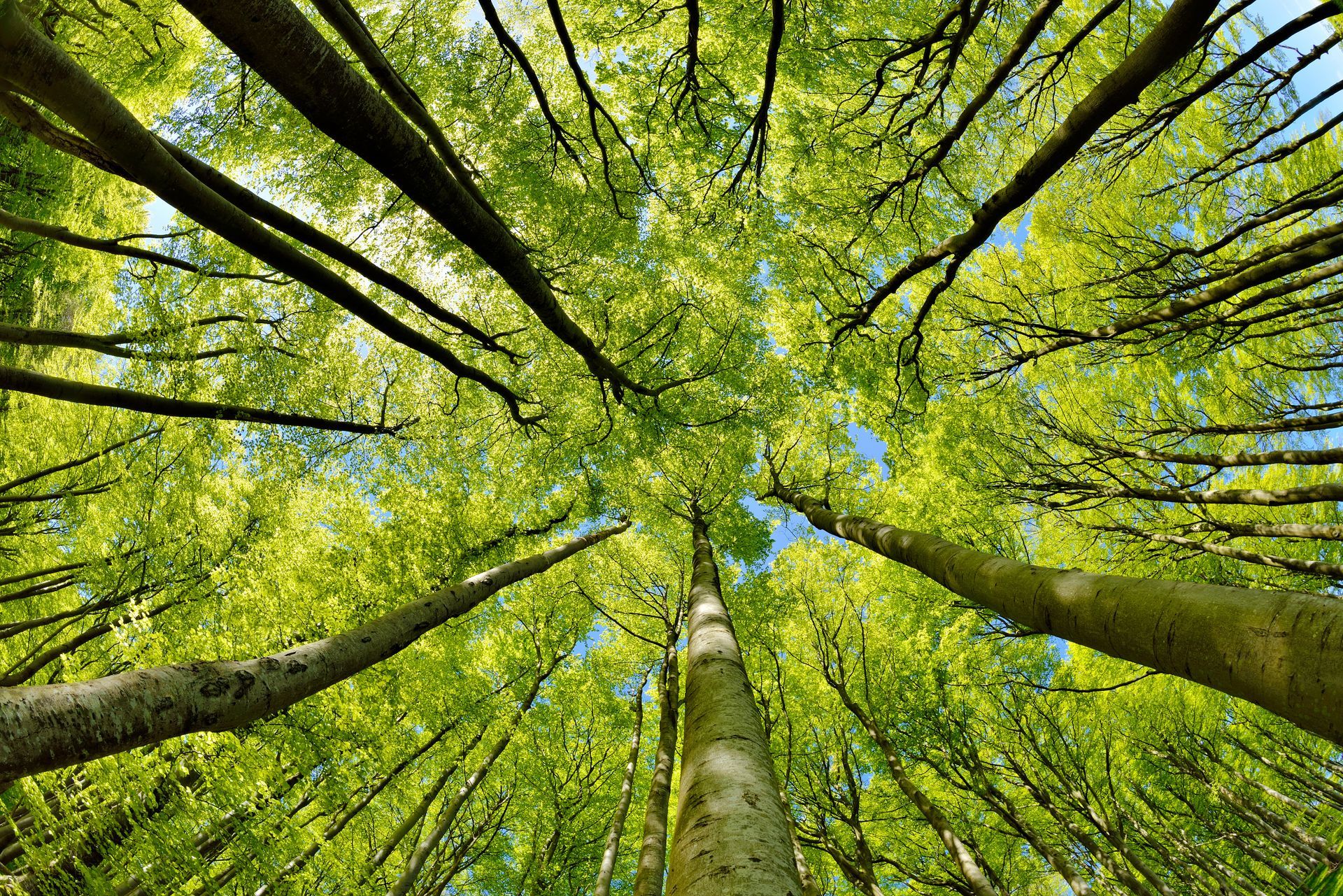 Arbres aux feuilles vertes, on aperçoit un ciel bleu à travers la canopée.