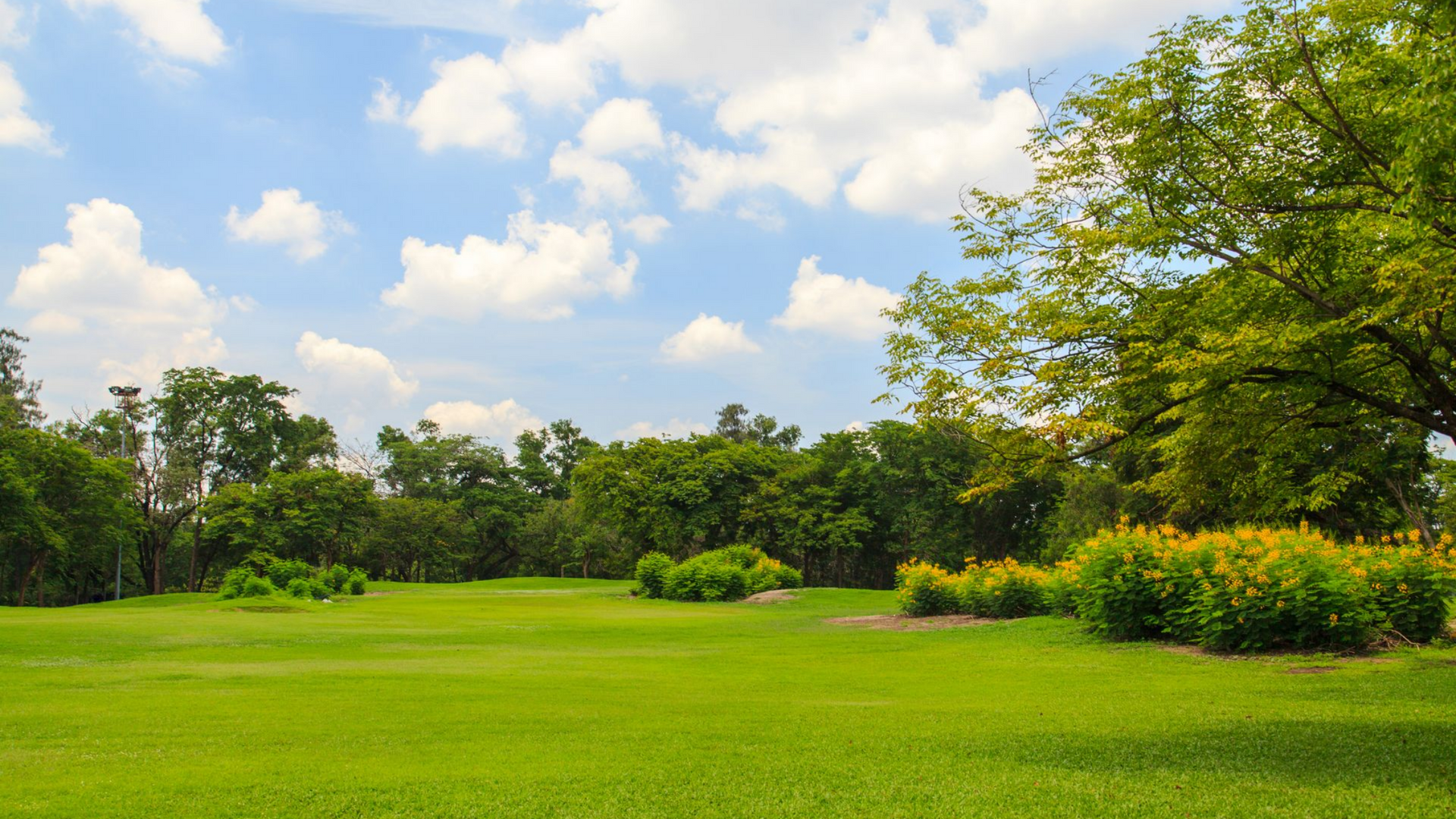Champ vert arboré sous un ciel bleu parsemé de nuages ​​blancs duveteux.