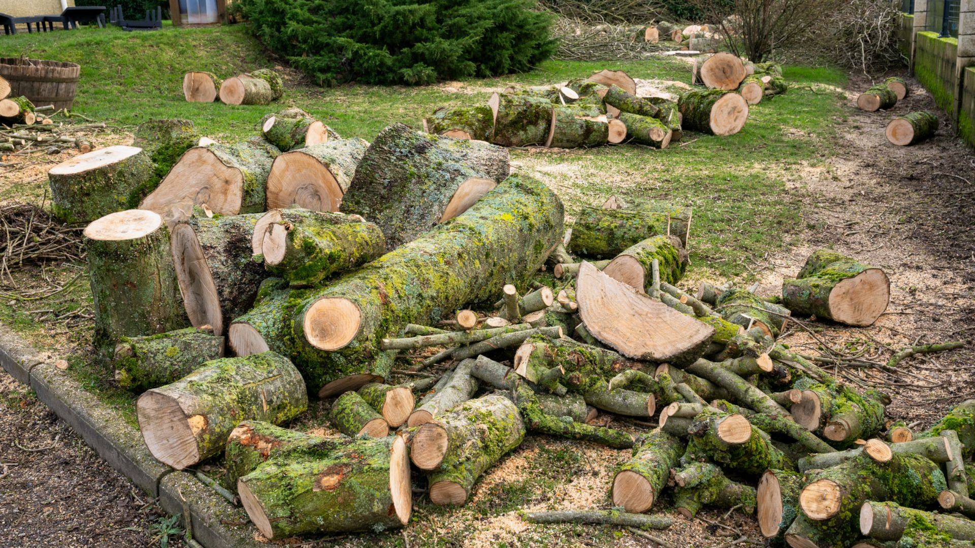 Un tas de bûches et de branches fraîchement coupées, recouvertes de mousse, sur une pelouse.