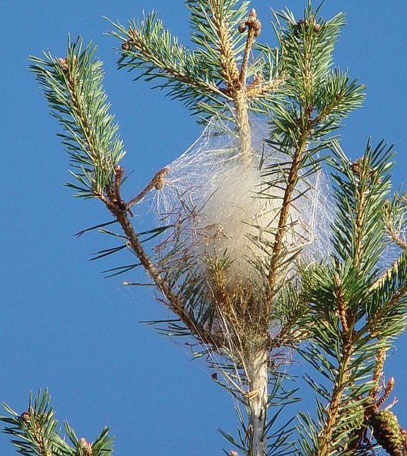 Un réseau de fibres blanches enveloppant des branches de pin, sur fond de ciel bleu.