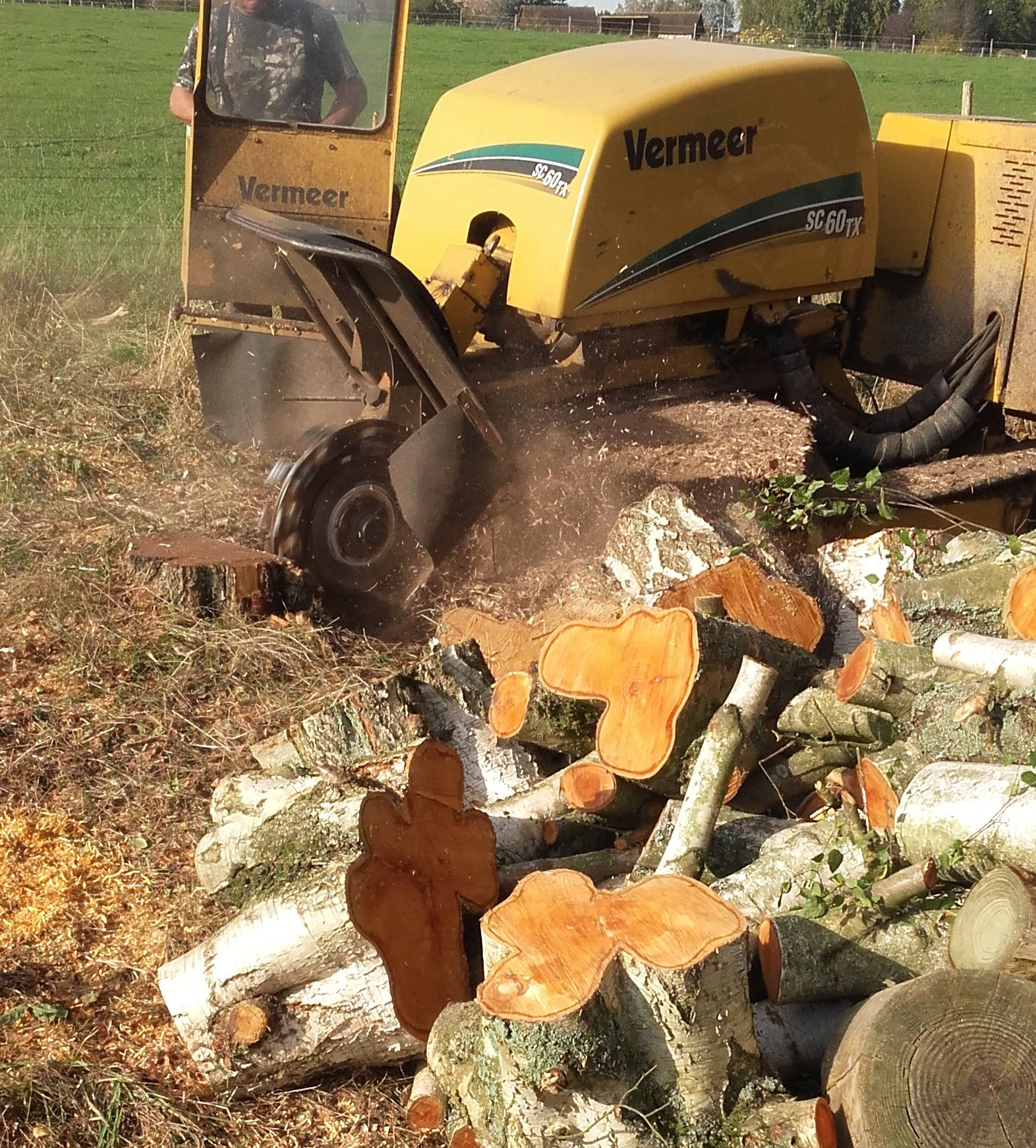 Souche d'arbre sur un chemin de gravier dans un décor forestier flou.