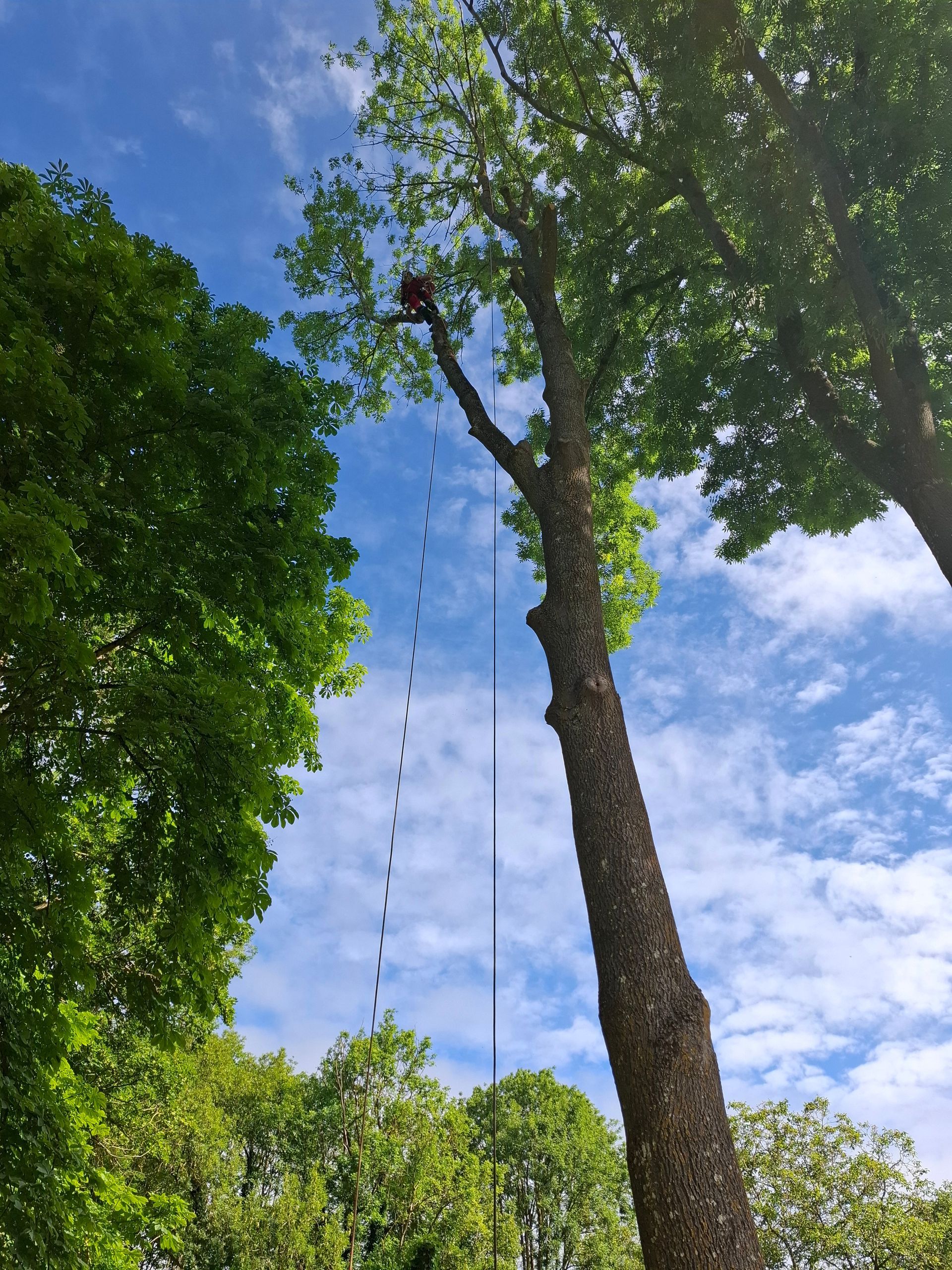 Chenilles aux structures blanches ressemblant à des poils rampant sur l'écorce d'un arbre, sur fond vert.