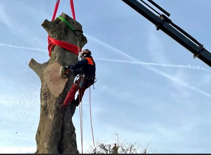 Vers la rubrique entretien des arbres Nogent-le-Roi