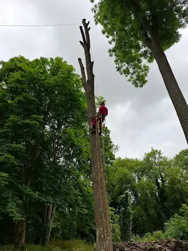 Vers la rubrique entretien des arbres Nogent-le-Roi