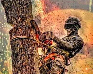 Chenilles aux structures blanches ressemblant à des poils rampant sur l'écorce d'un arbre, sur fond vert.