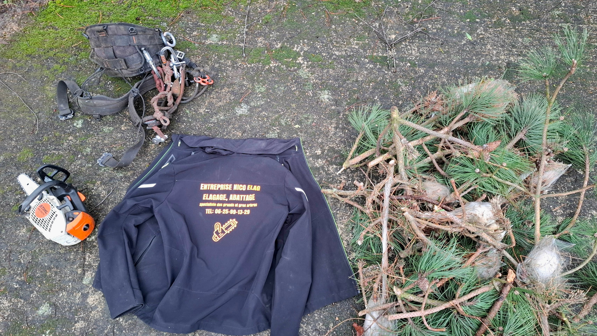 Des chenilles orange et poilues regroupées sur une branche d'arbre aux aiguilles vertes.