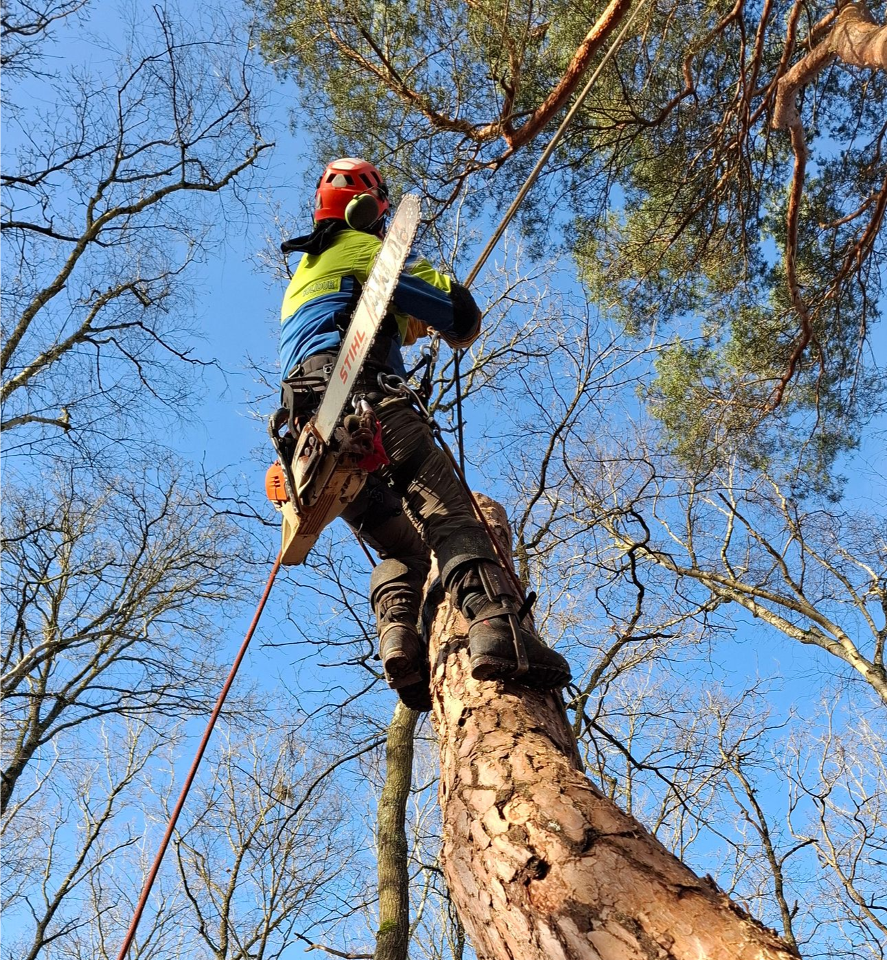Vers la rubrique entretien des arbres