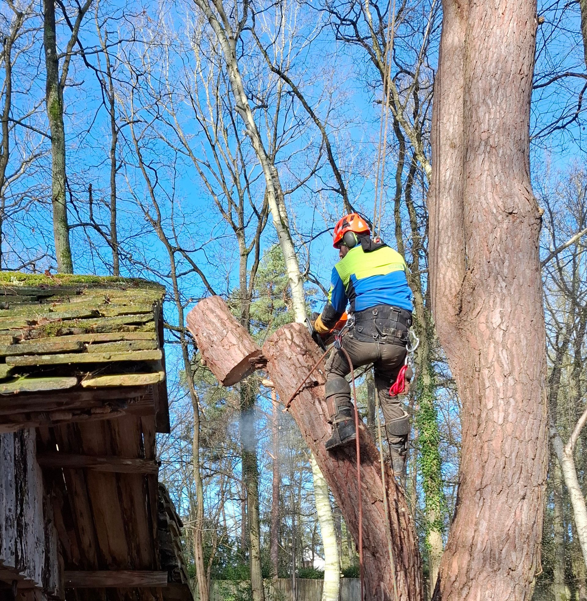 Pile de bûches fraîchement coupées, recouvertes de mousse verte.