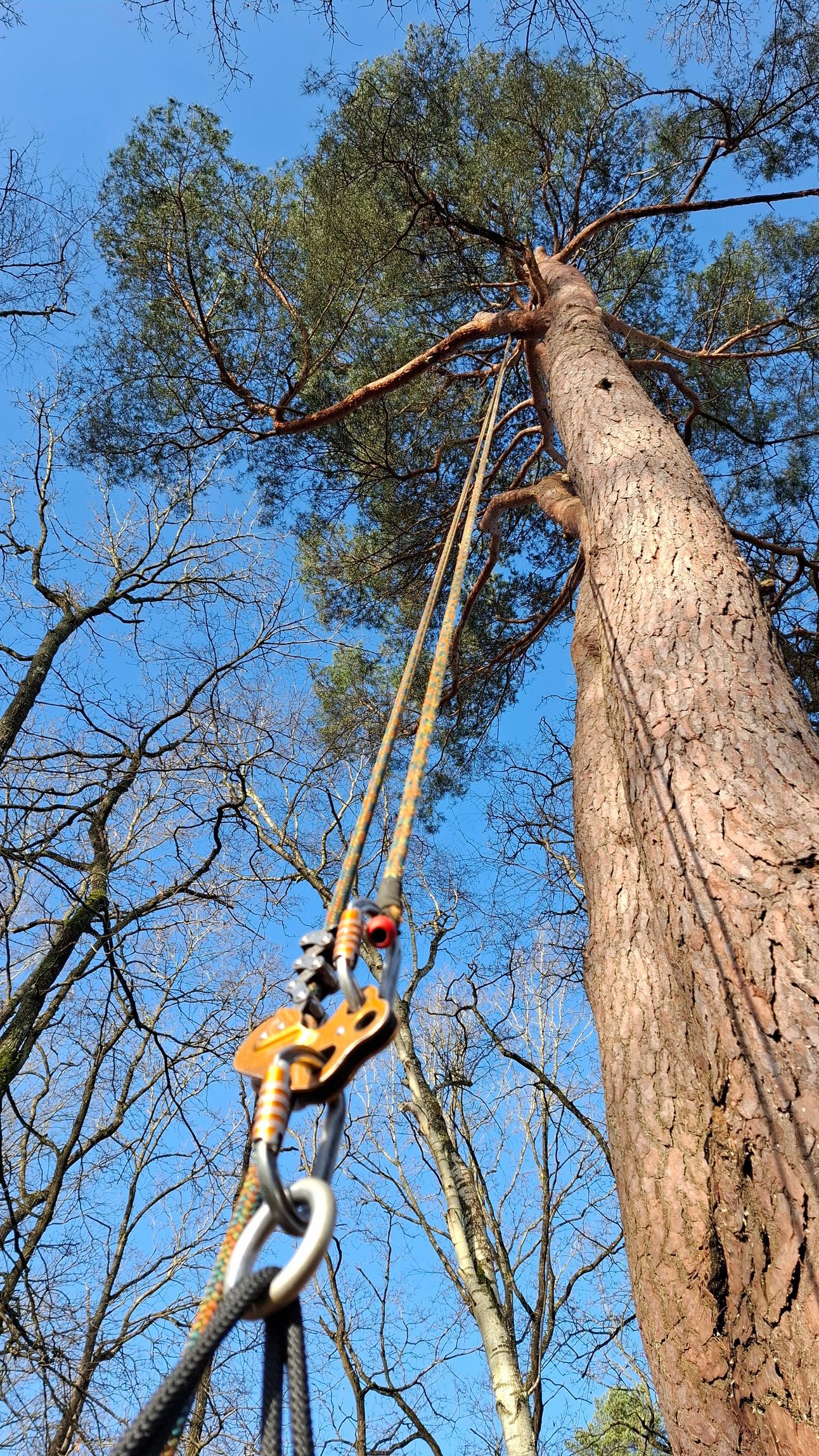 Vers la rubrique entretien des arbres Beynes