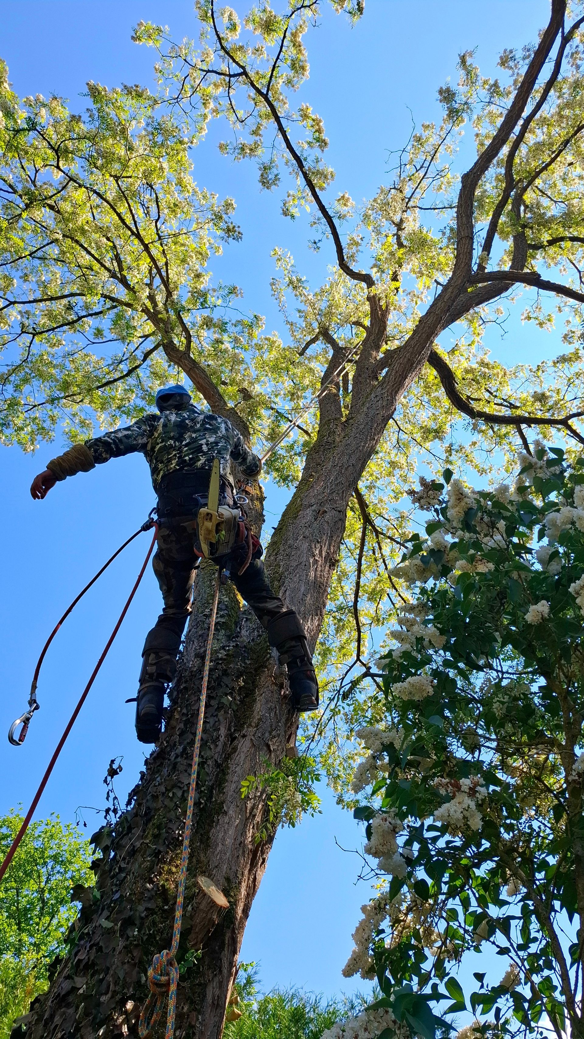 Une personne taille une haie verte avec des cisailles à manche bleu, portant des gants orange.