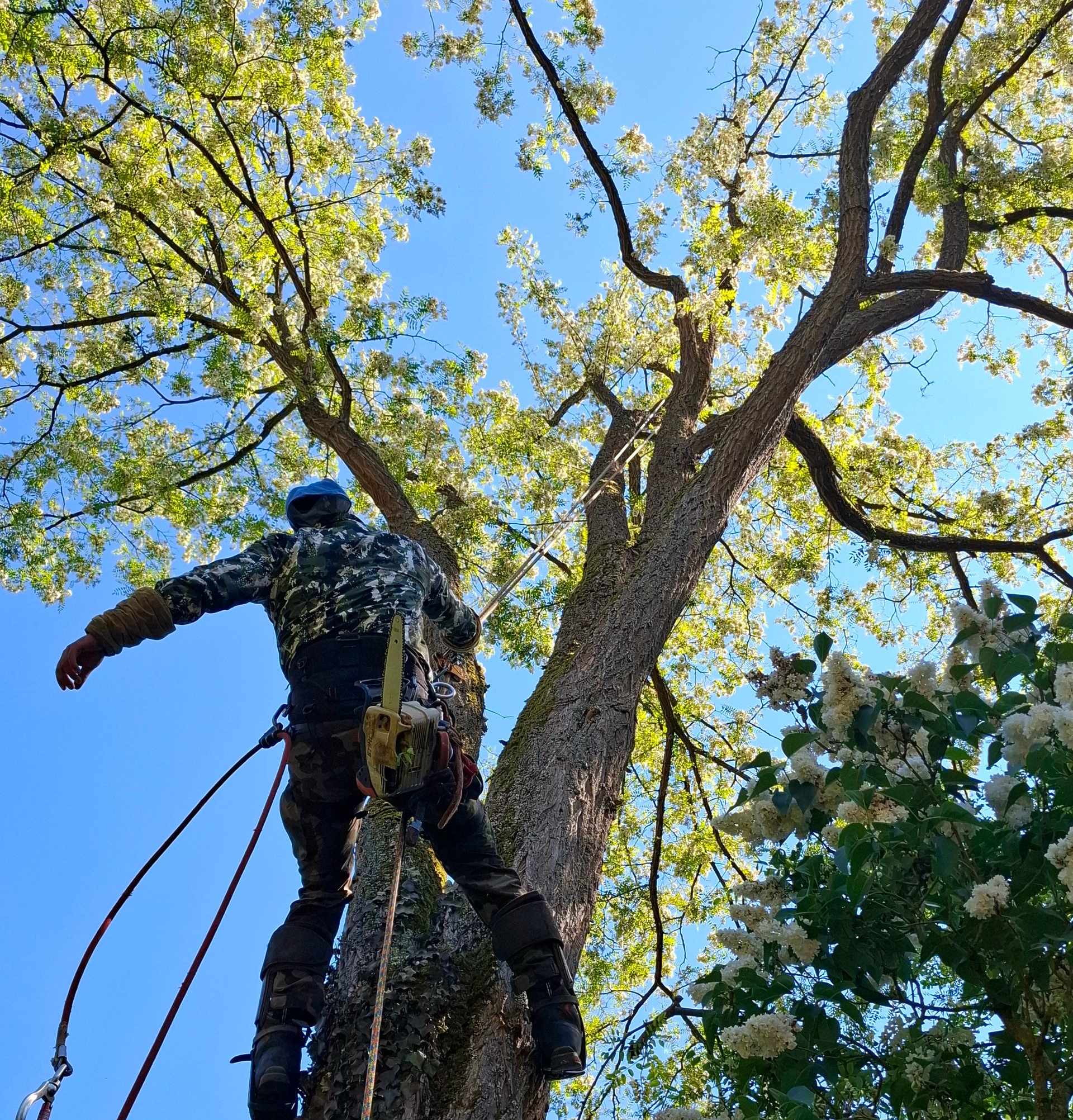 Un homme taille des branches d'arbre avec un sécateur orange à l'extérieur.
