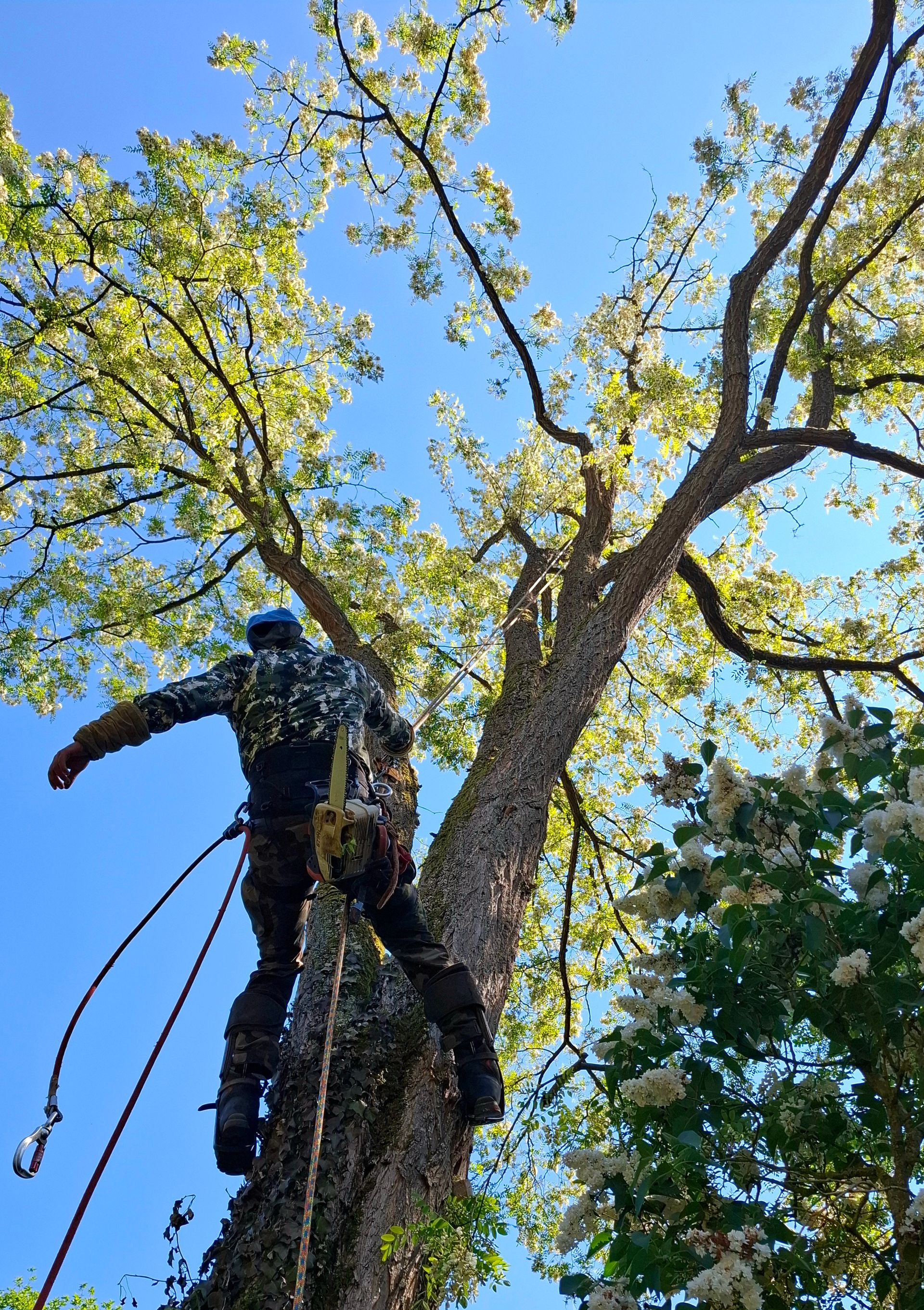 Arboriste dans un arbre, portant un harnais de sécurité, en train de tailler des branches.