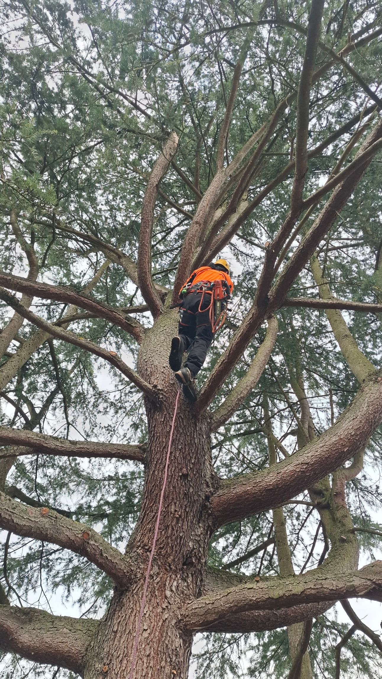 Une personne taille une branche d'arbre à l'extérieur avec un sécateur à manche orange.