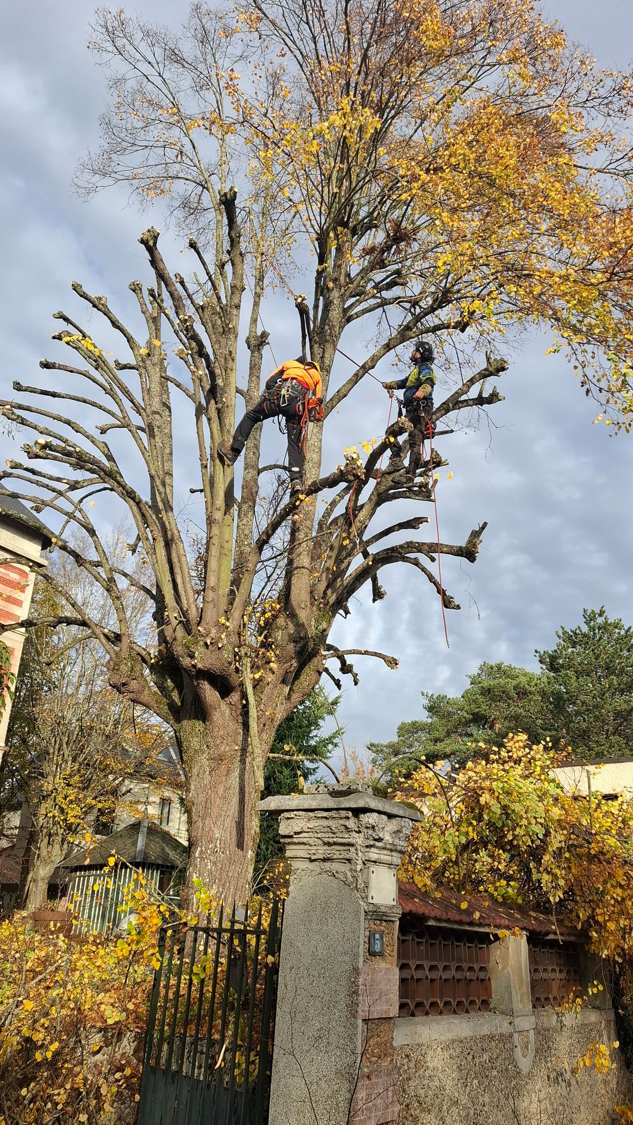 Un arbre à l'écorce sombre et aux feuilles vertes se trouve dans une cour, à côté d'un bâtiment.